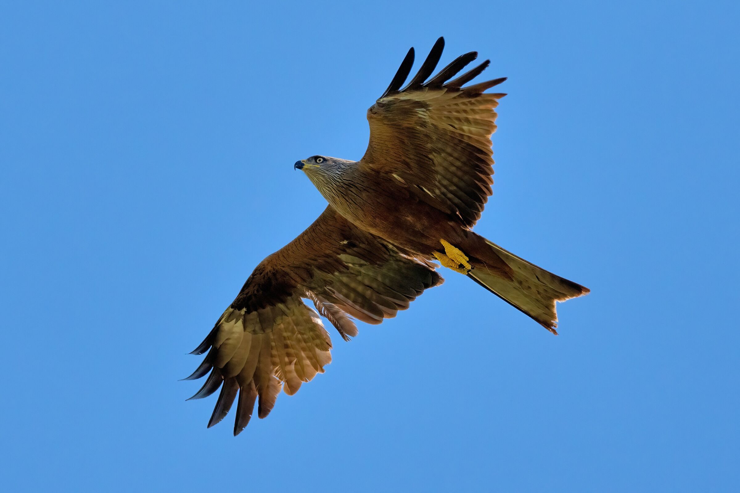 Black Kite (Milvus migrans)