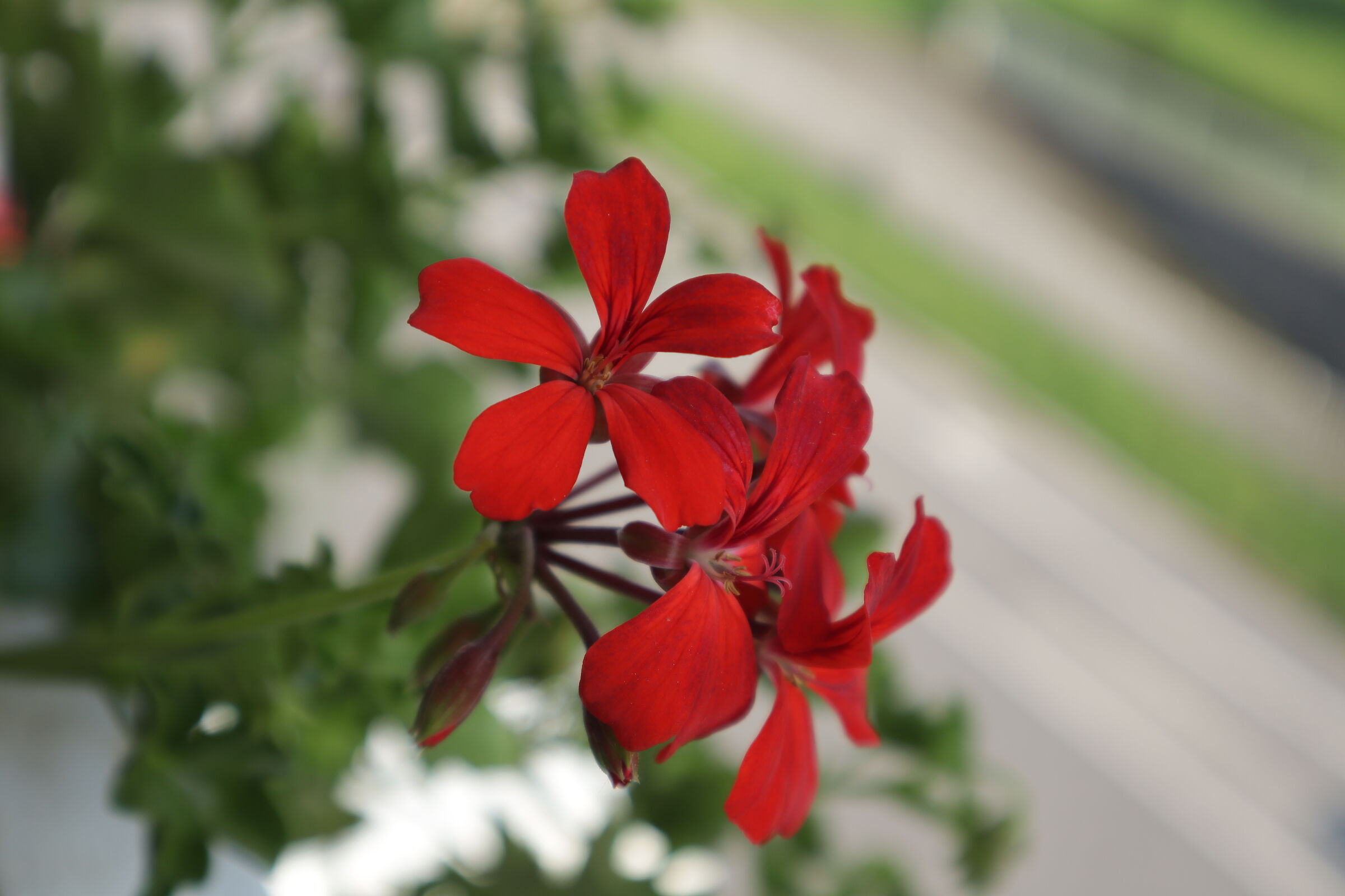 Blur on geranium