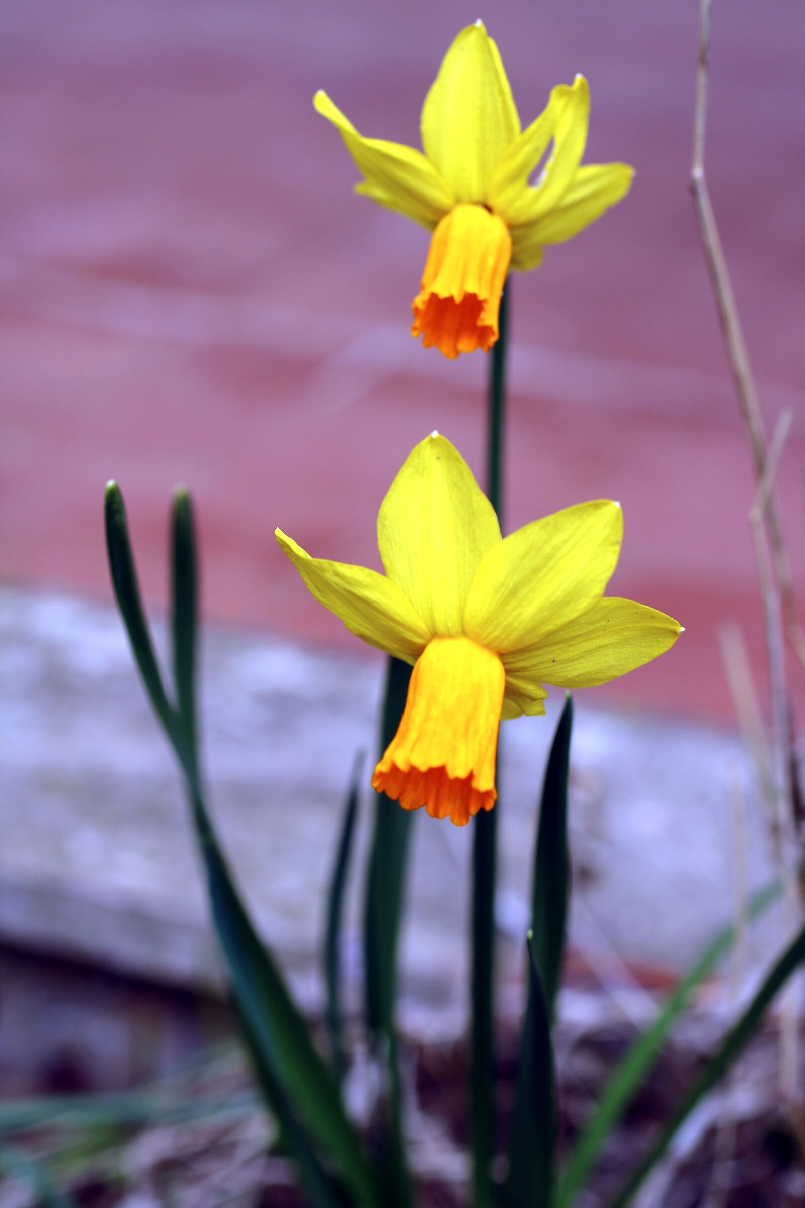 Couple in the garden