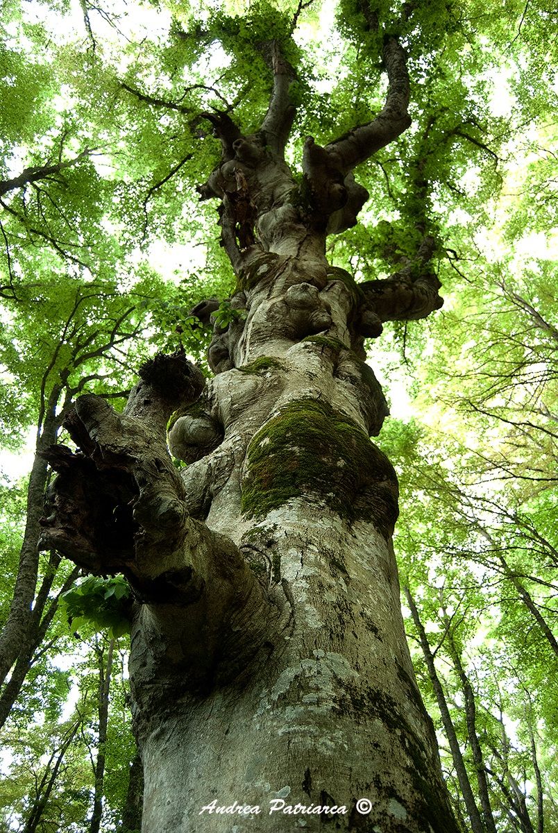 Il grande Faggio