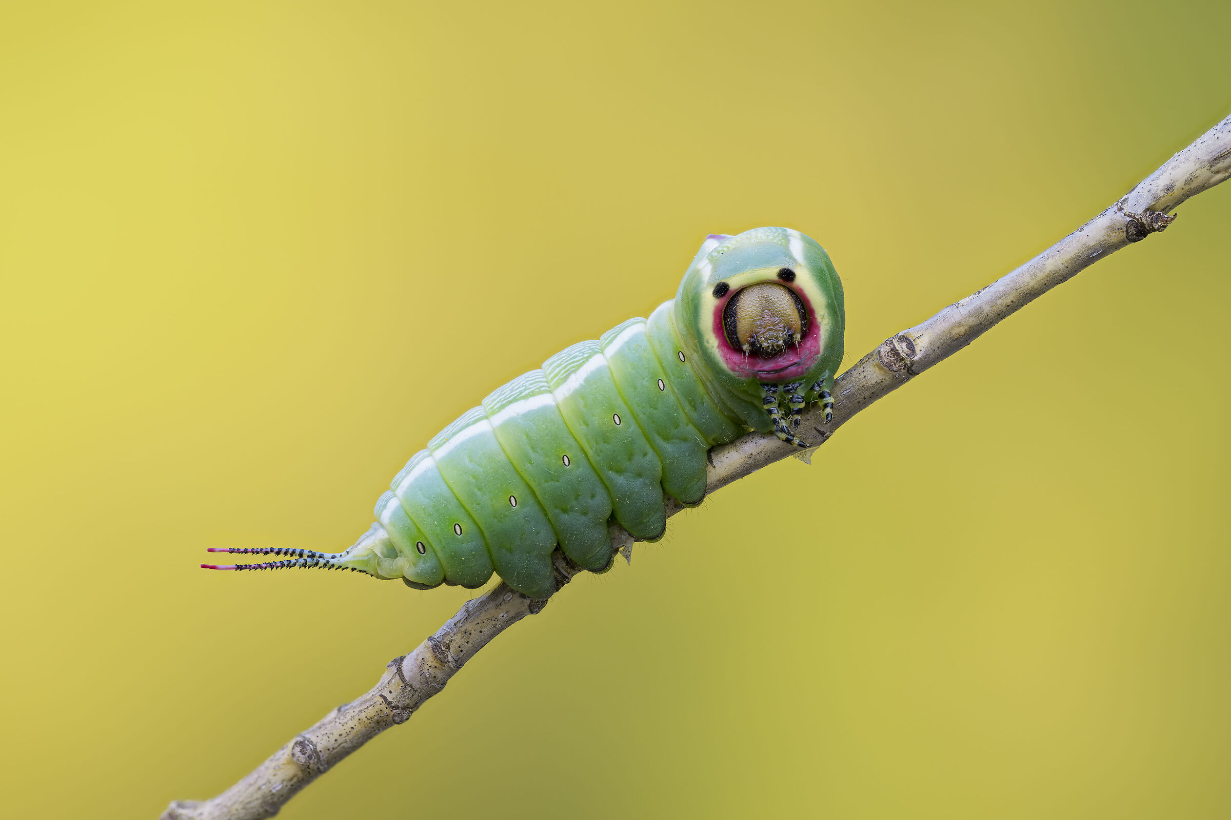 Cerura vinula