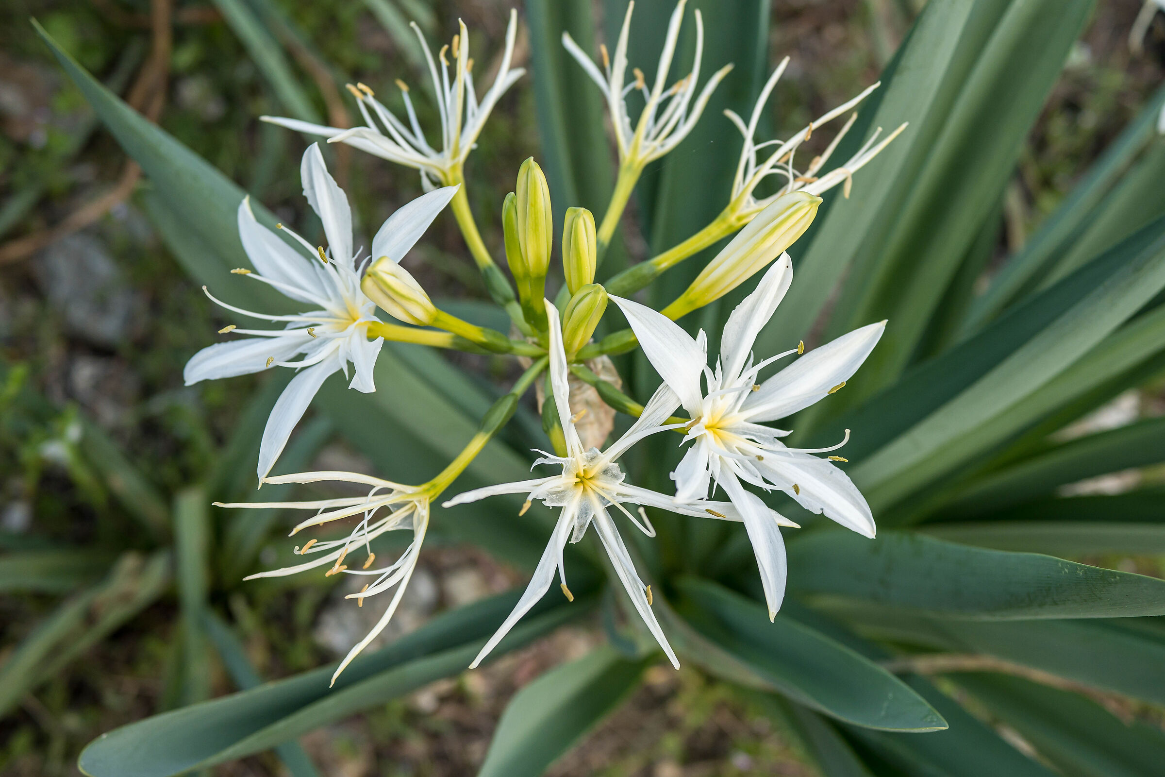Star lily (Pancrazio) Native to rocky soils