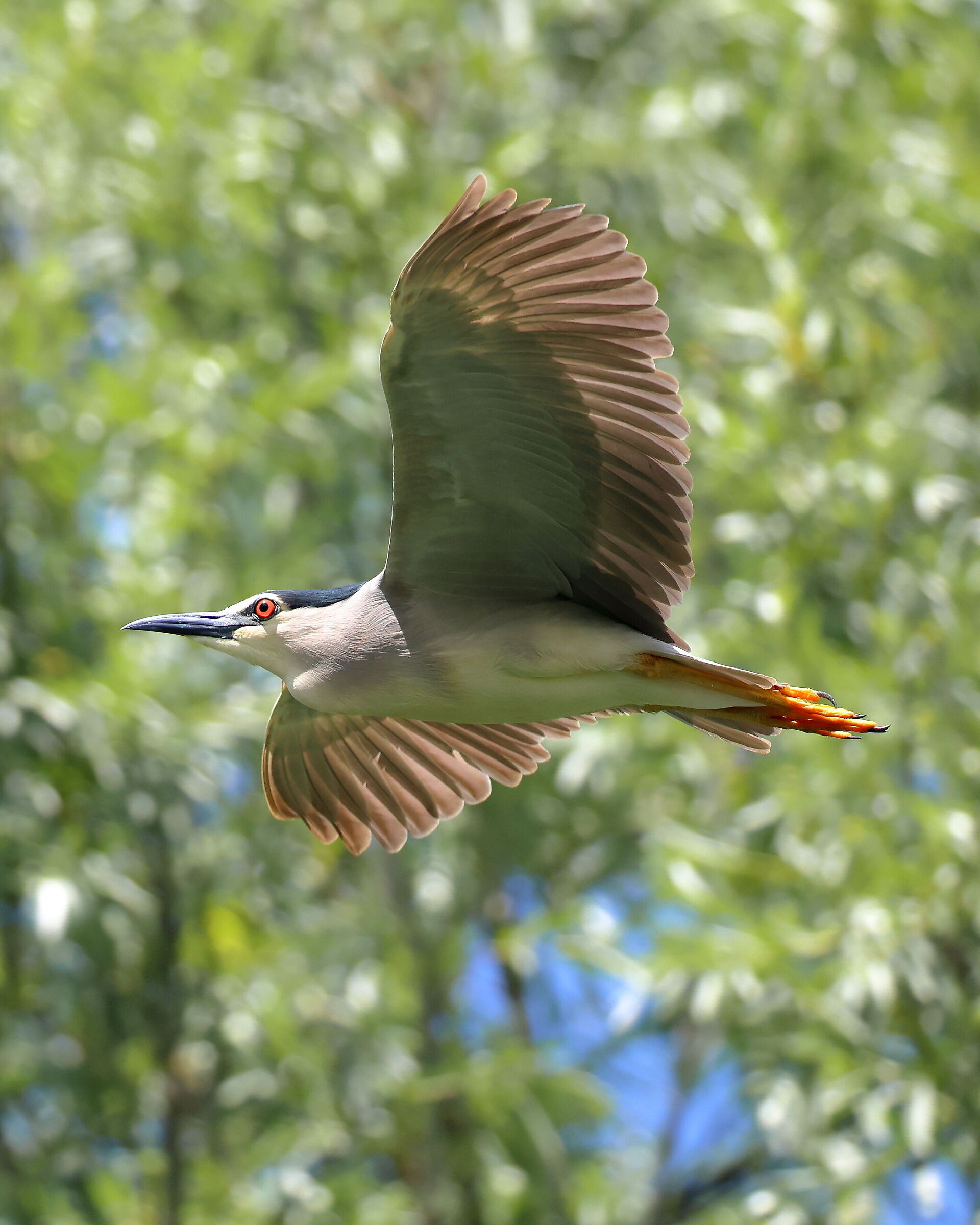 Little Bittern