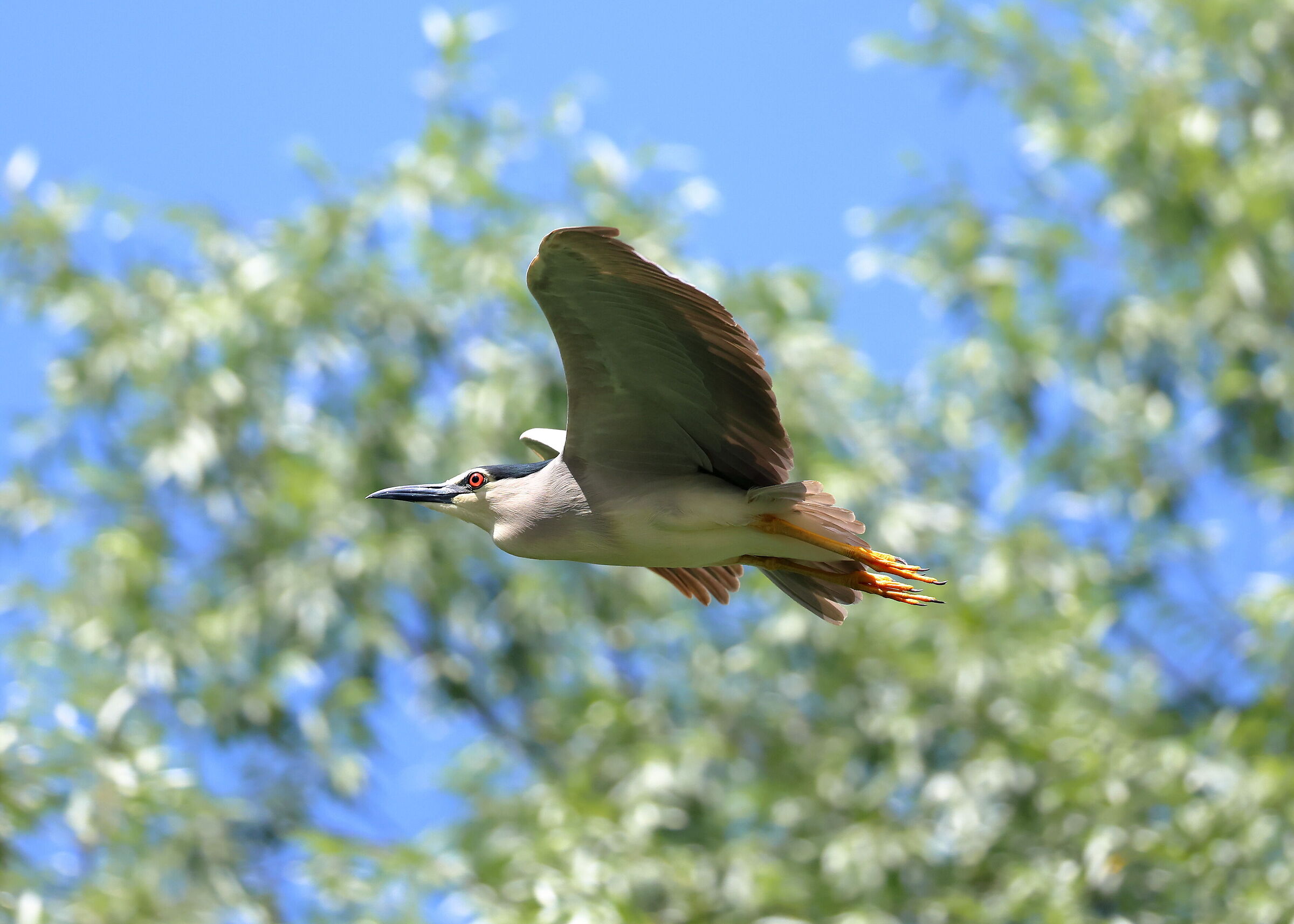 Little Bittern