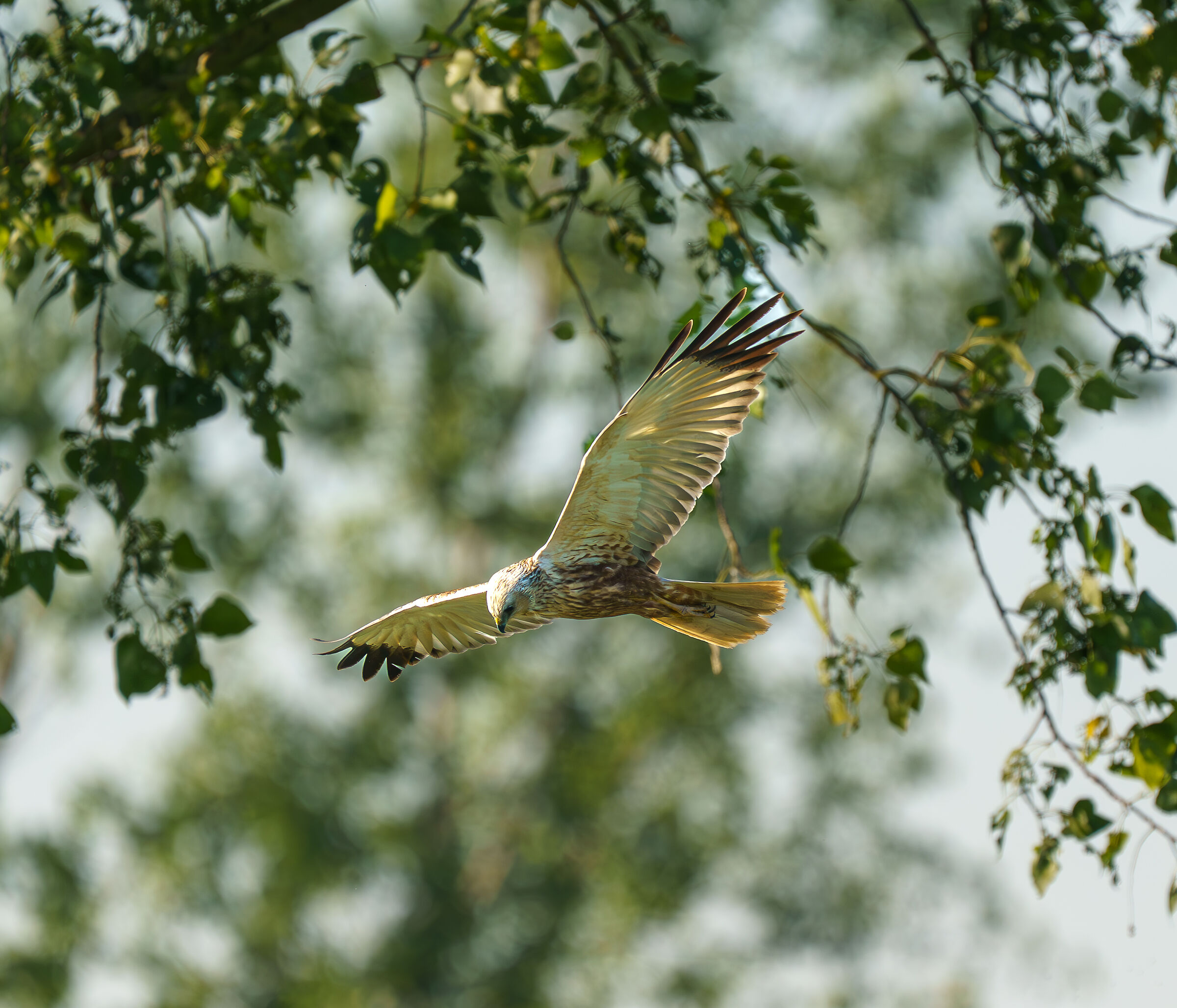 Marsh Harrier