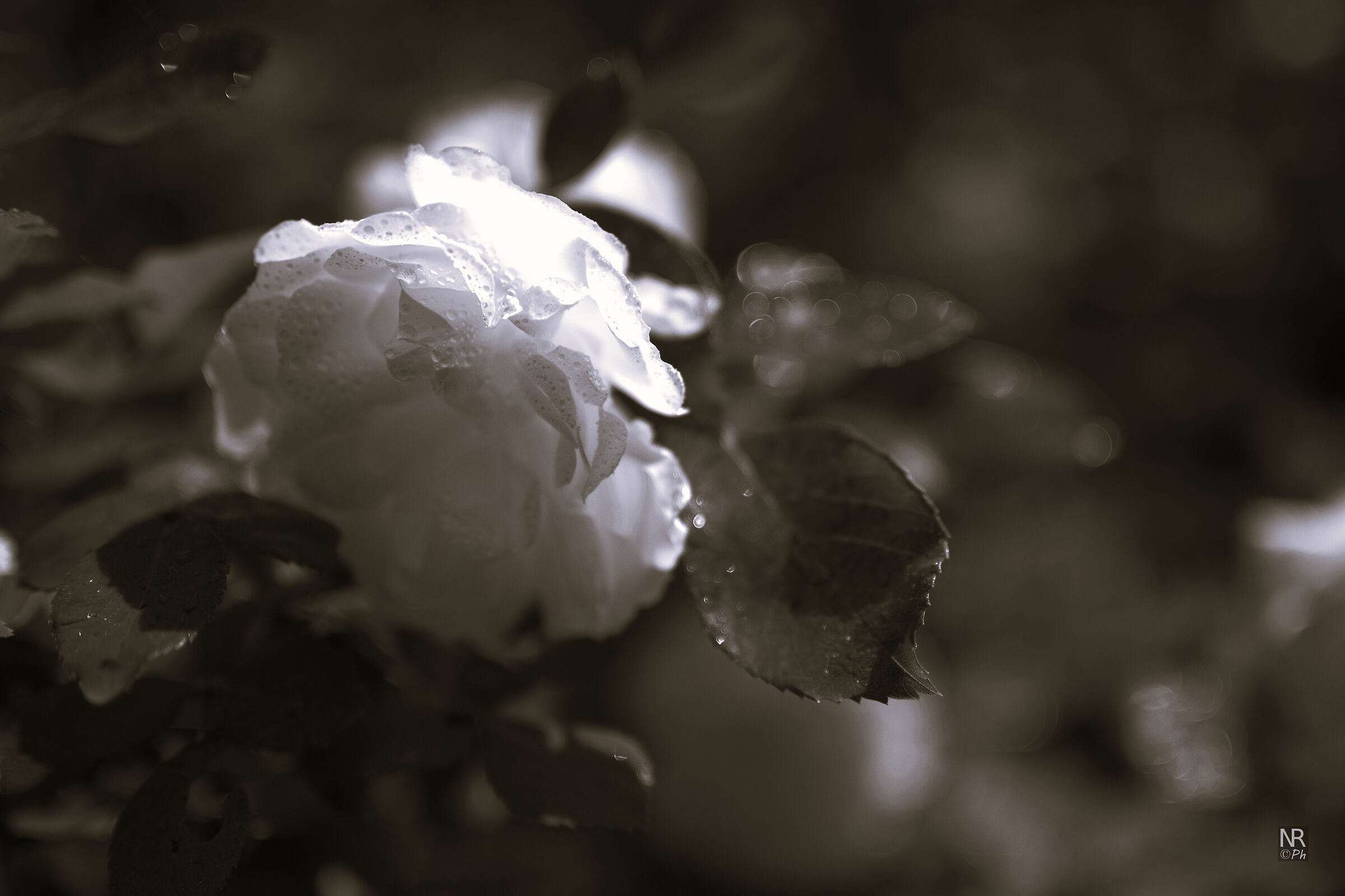 Simply a rose