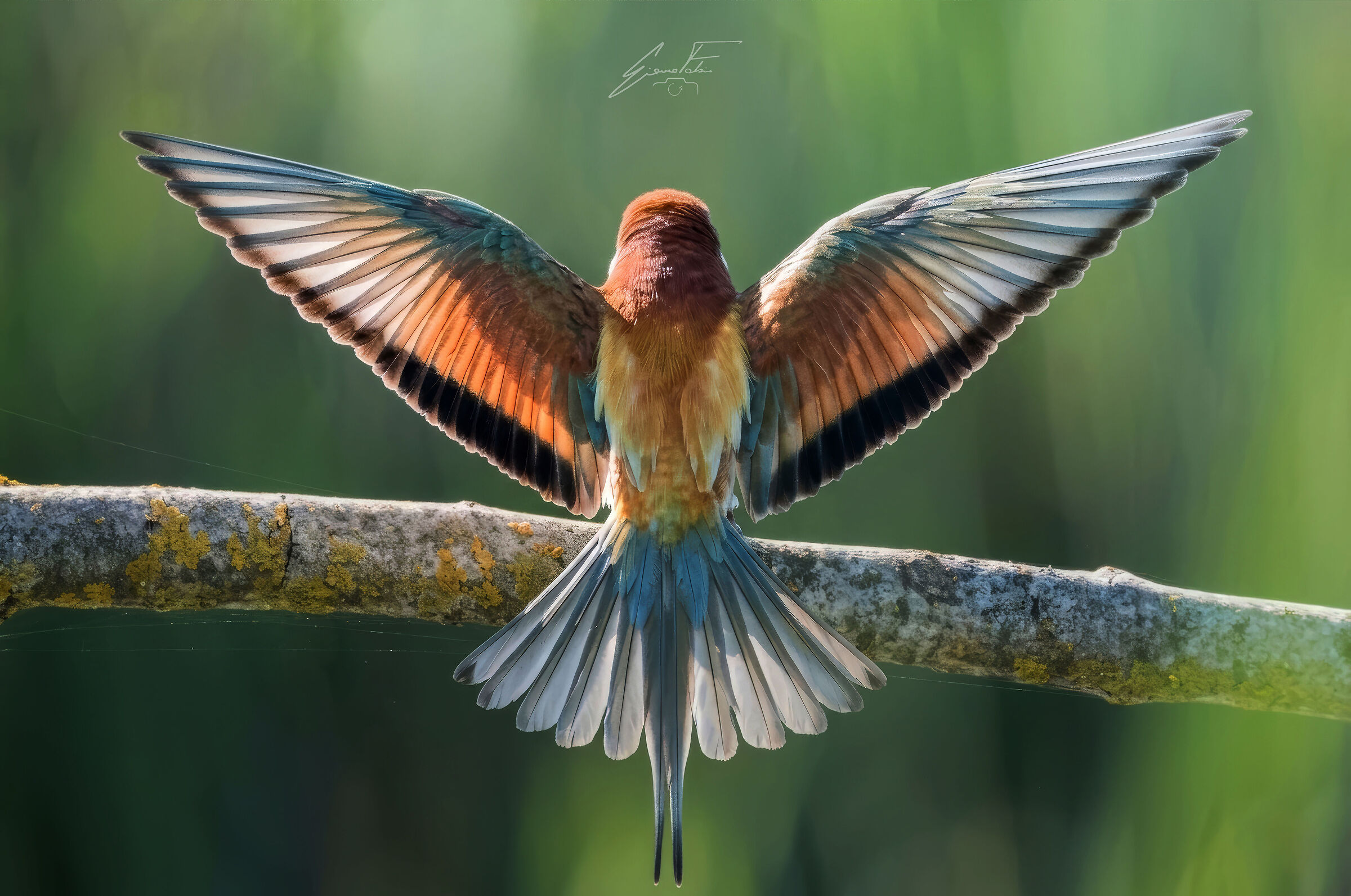 Bee-eater - sorry for the shoulders