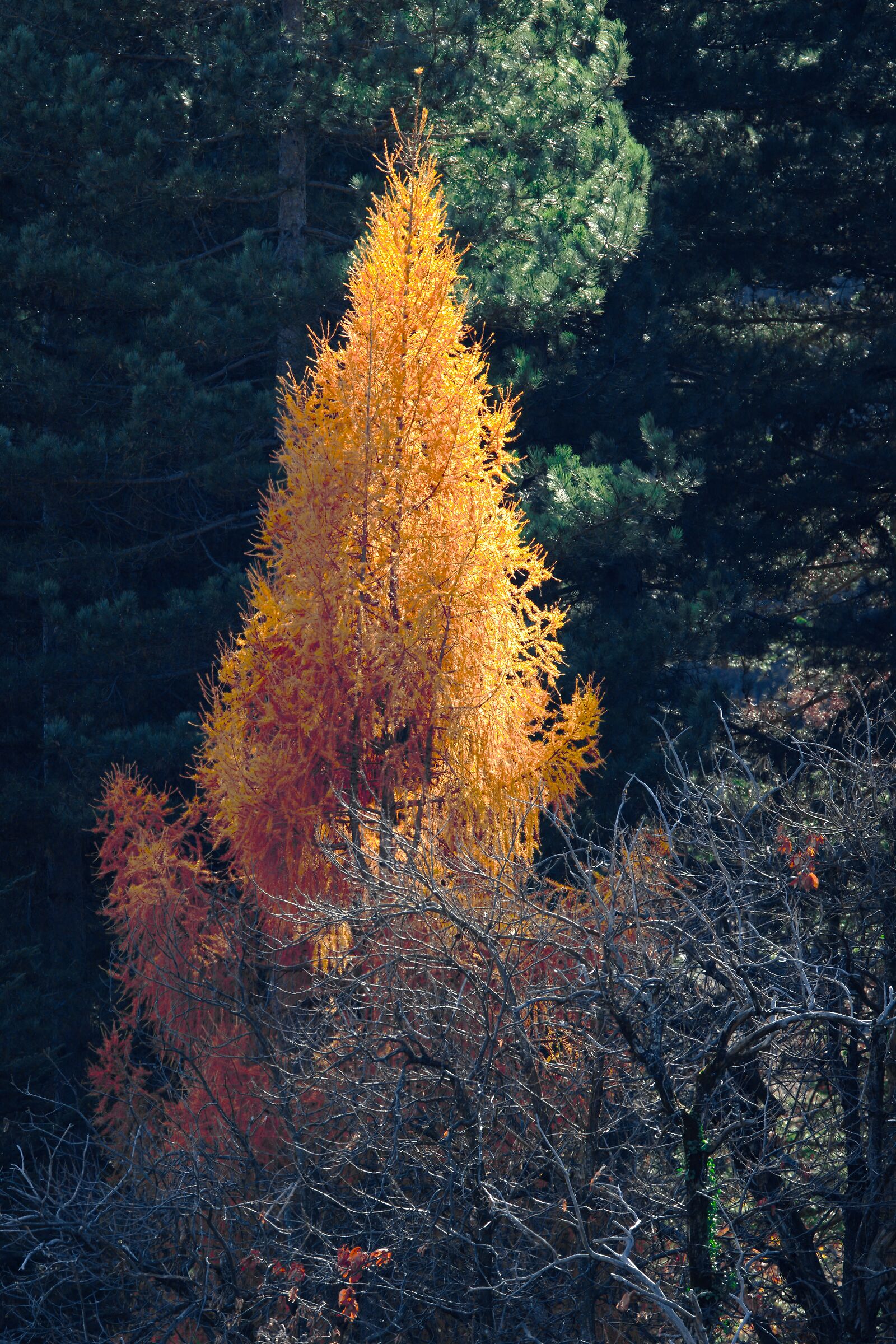 Foliage