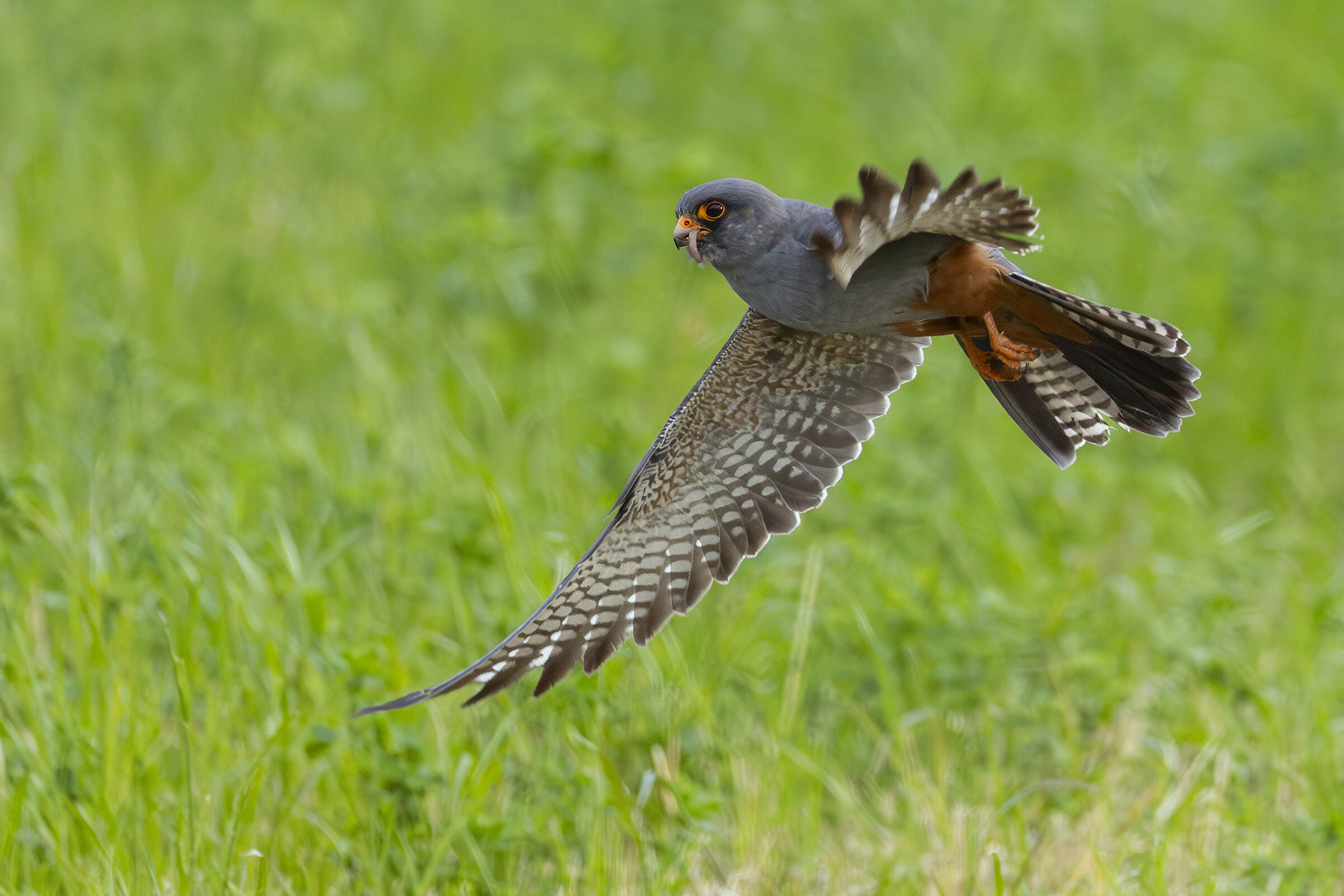 Falco cuculo maschio