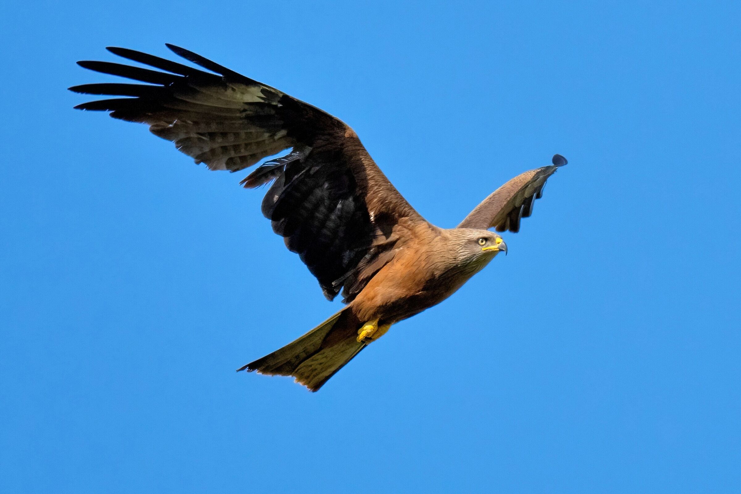 Black Kite (Milvus migrans)