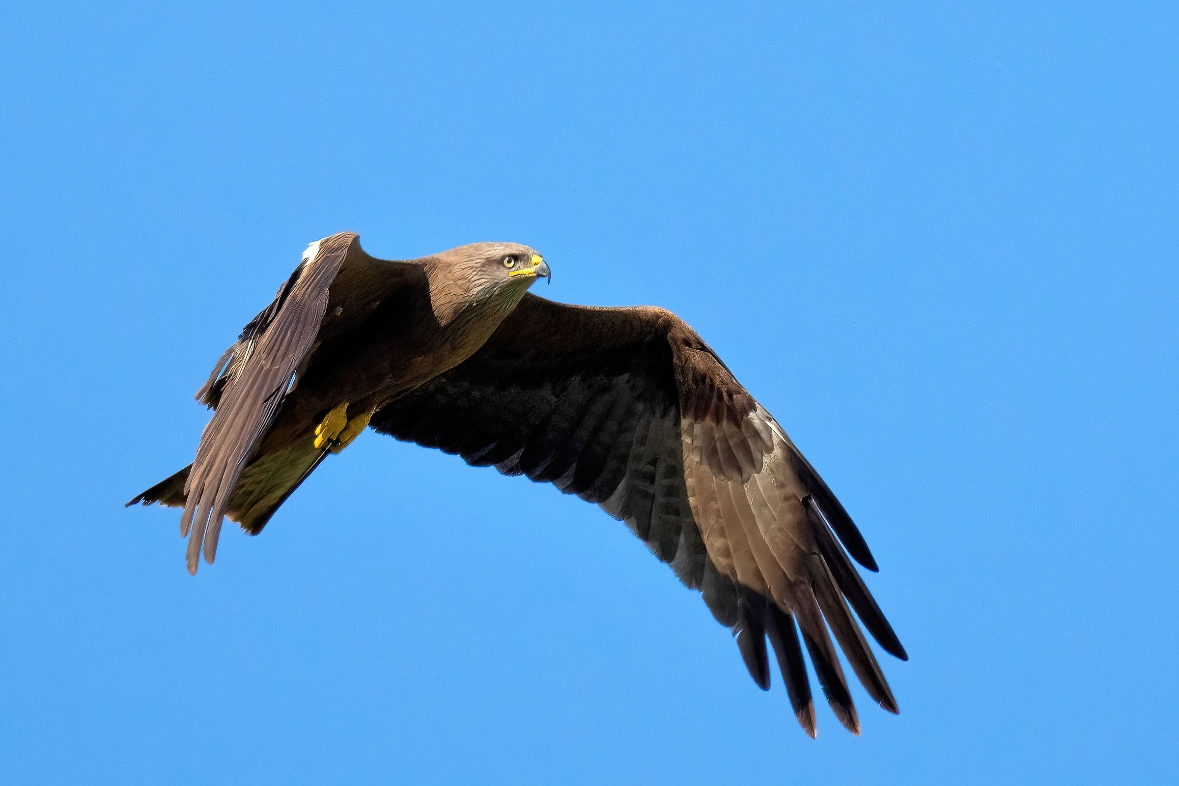 Black Kite (Milvus migrans)