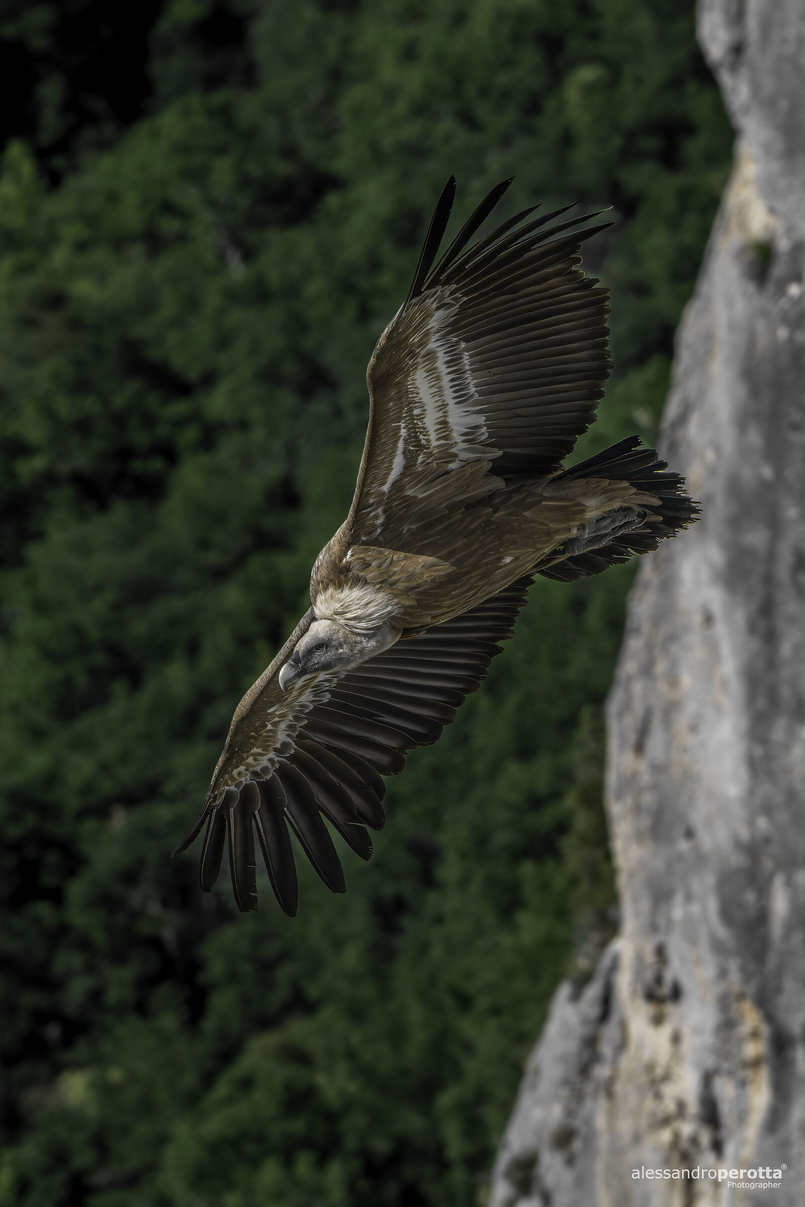 fulvus