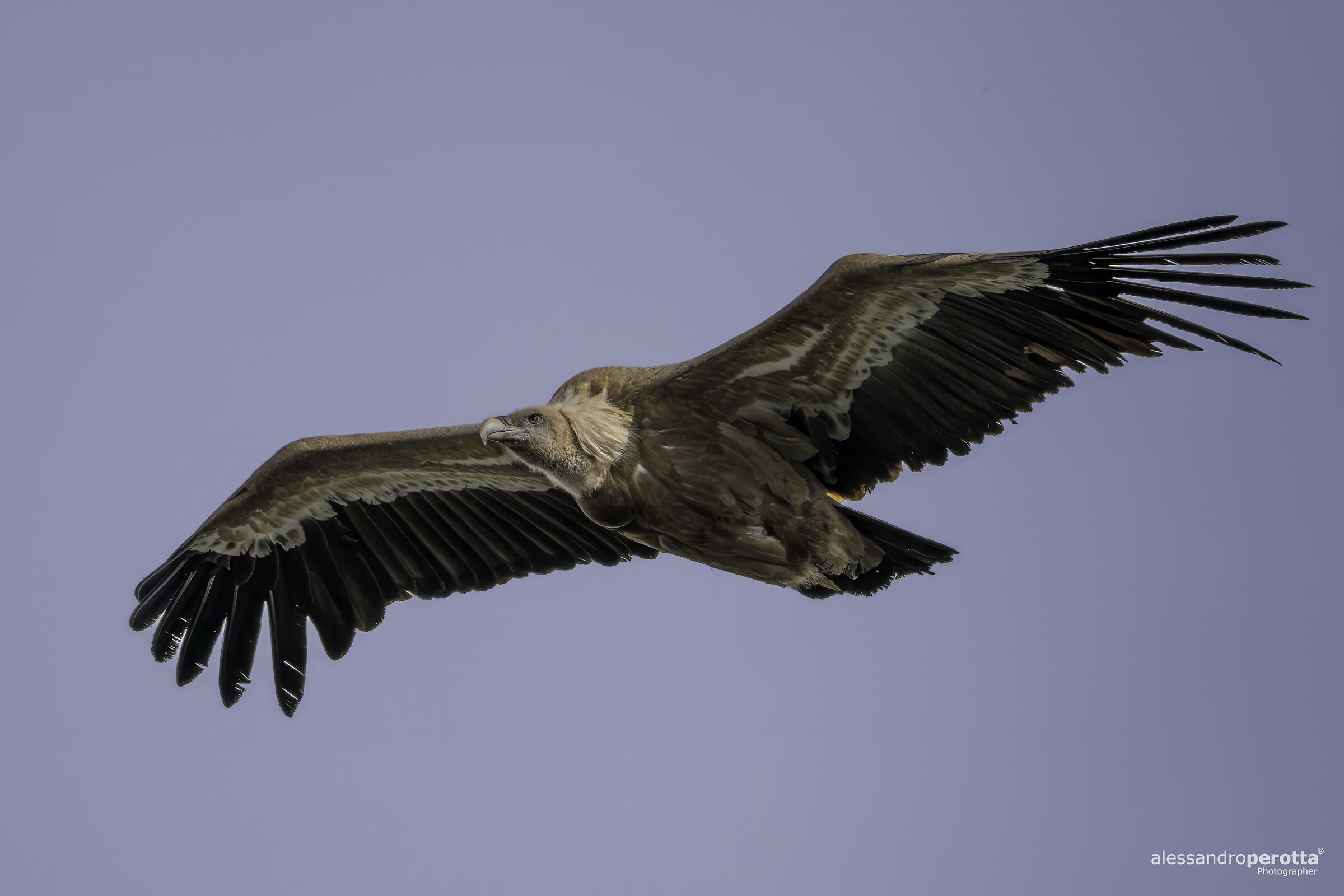 fulvus