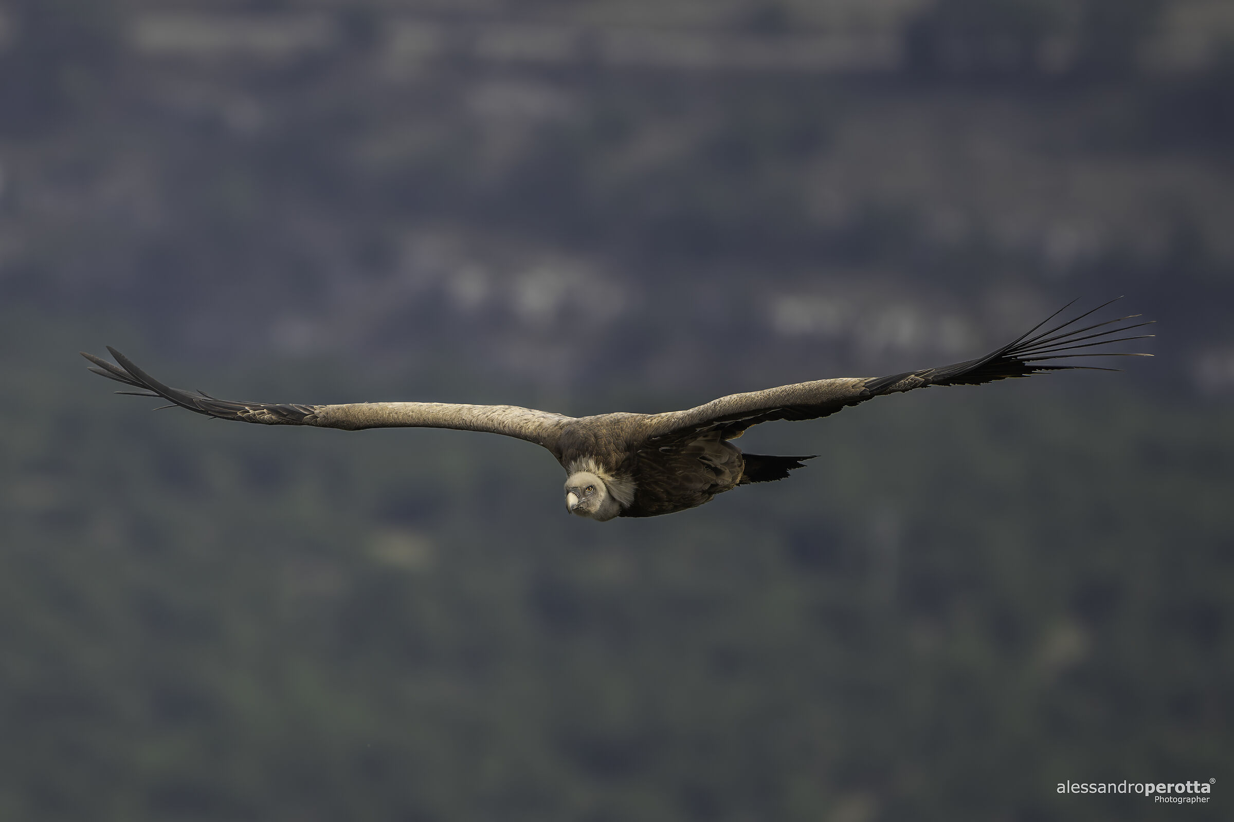 fulvus