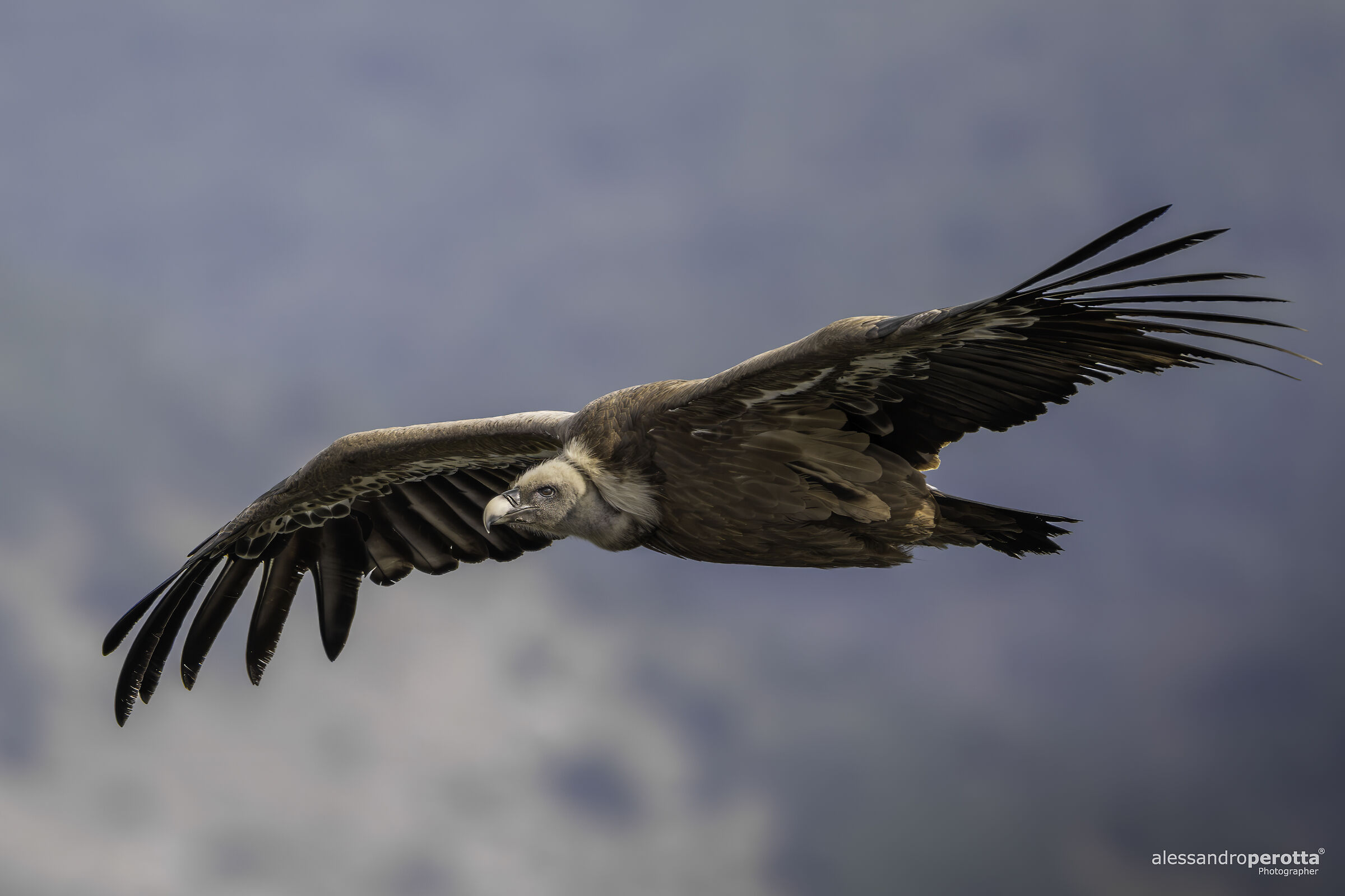 fulvus