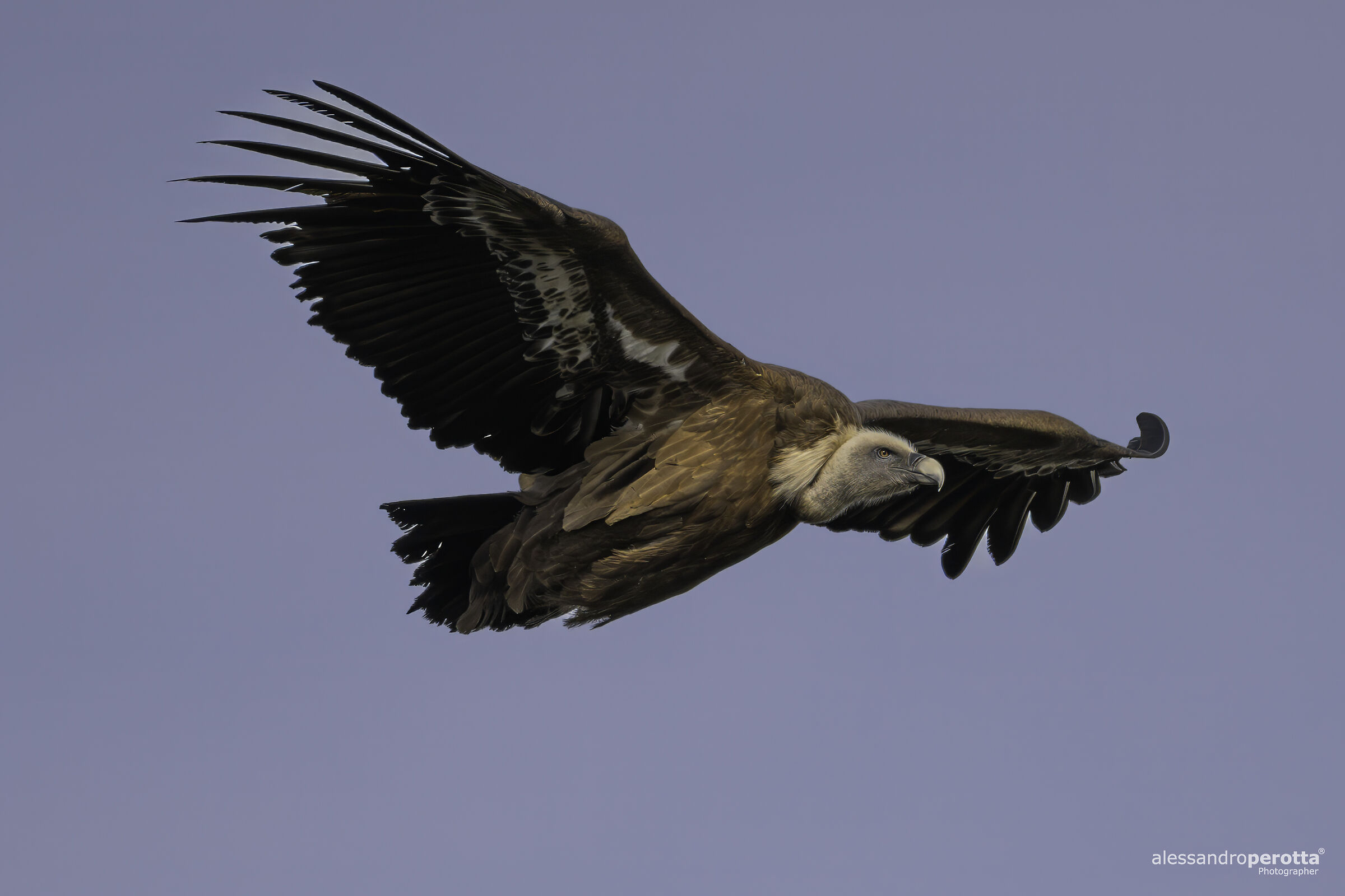 fulvus