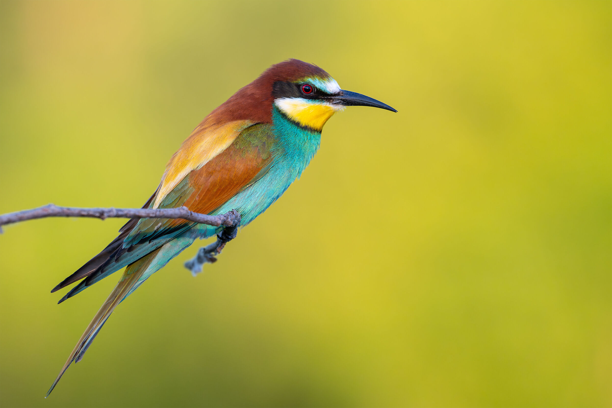 Merops apiaster