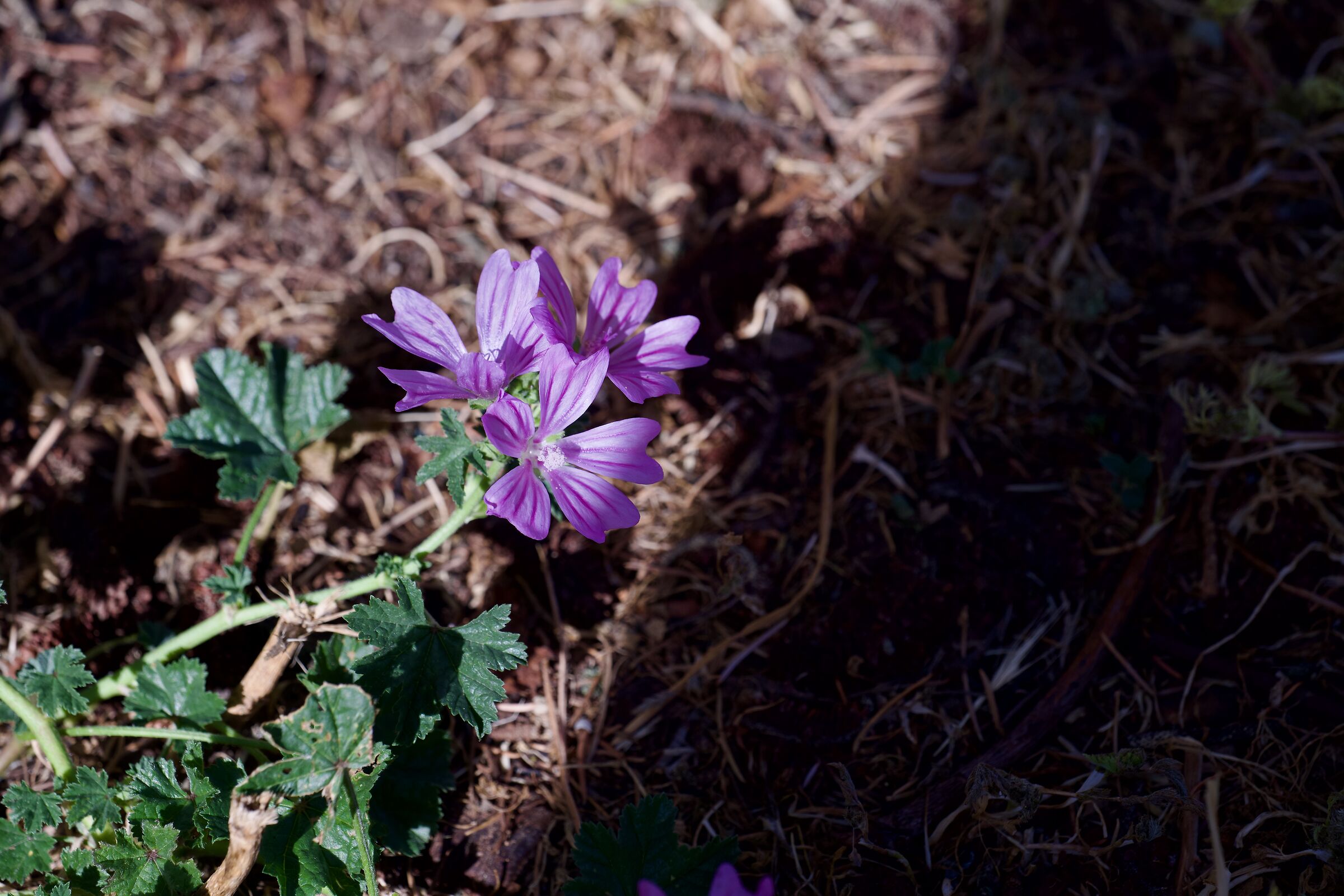 macro flowers