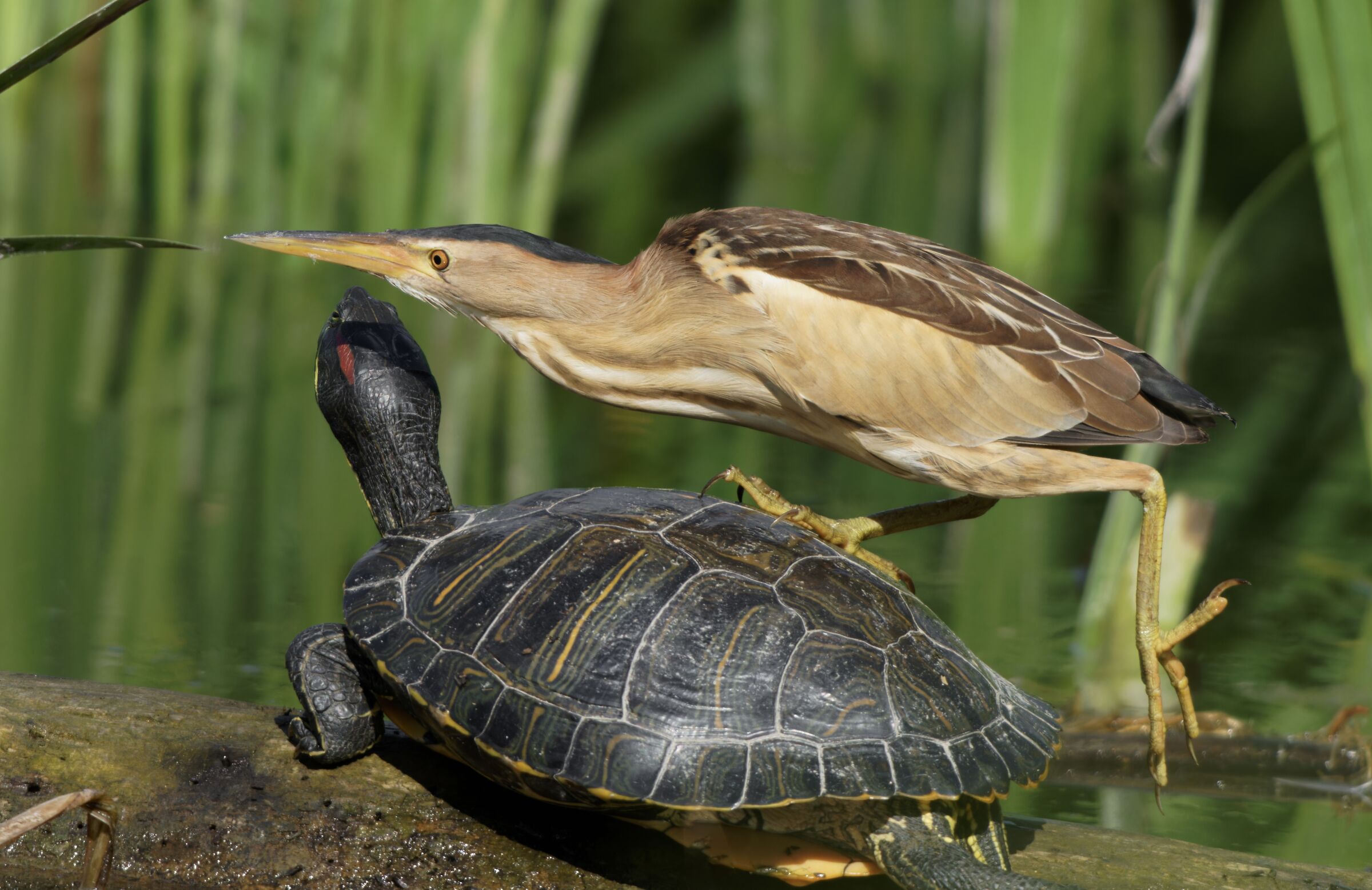 tarabusino