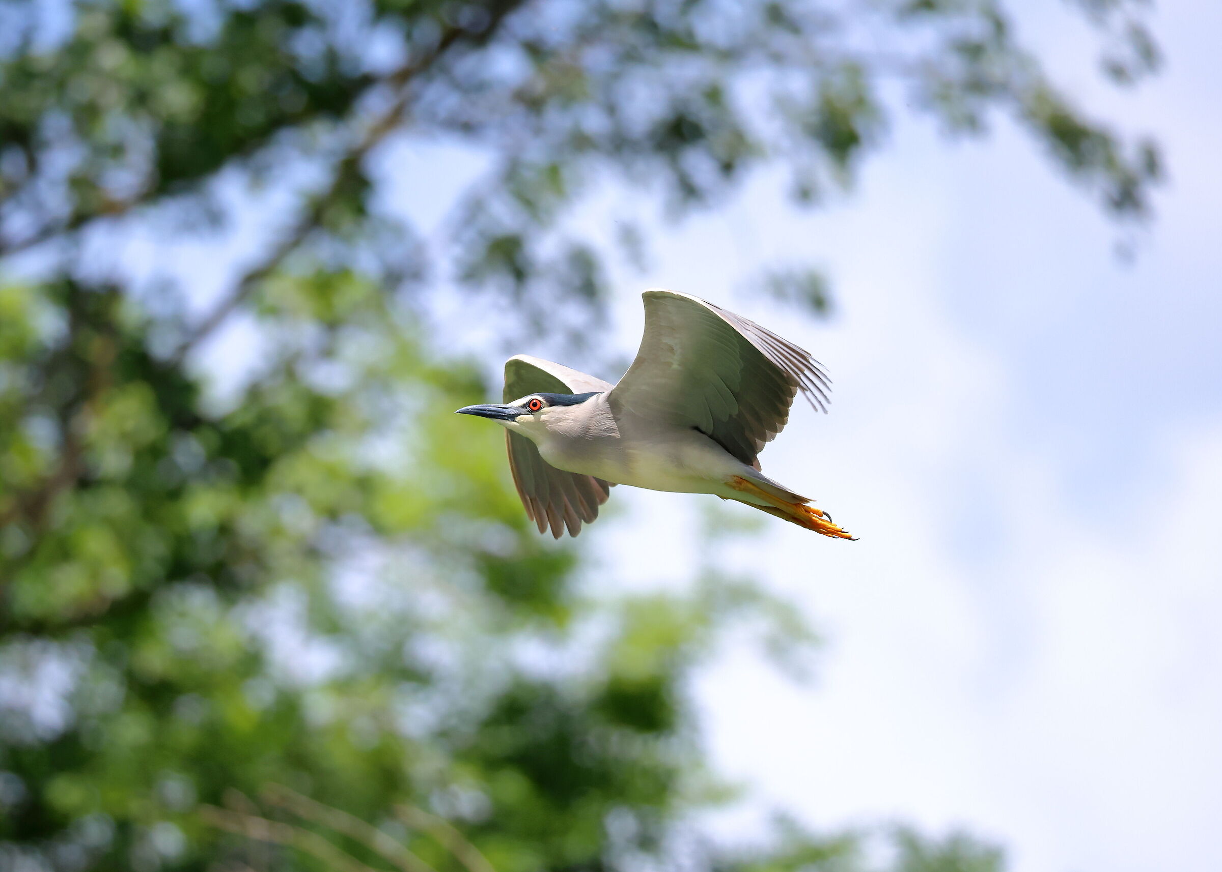 Night Heron