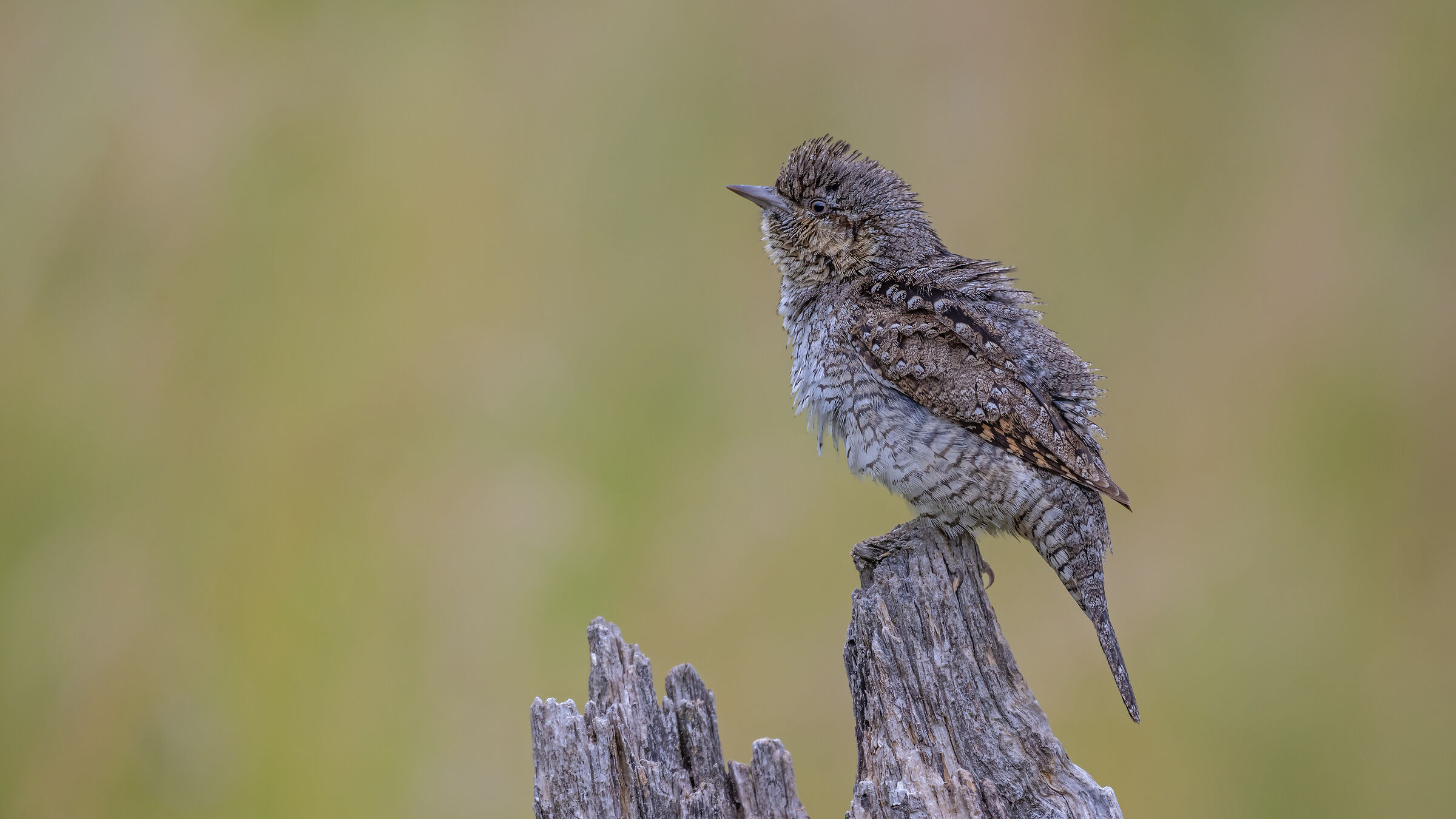 Torcicollo (Jynx torquilla)