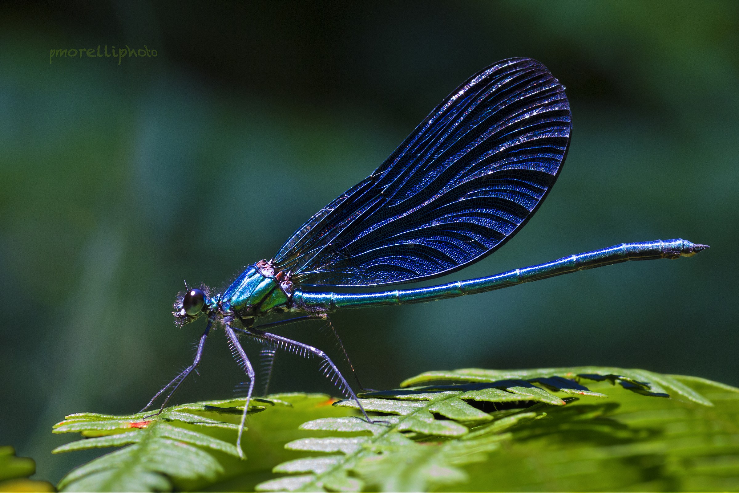 Dragonfly Calopteryx splendens caprai
