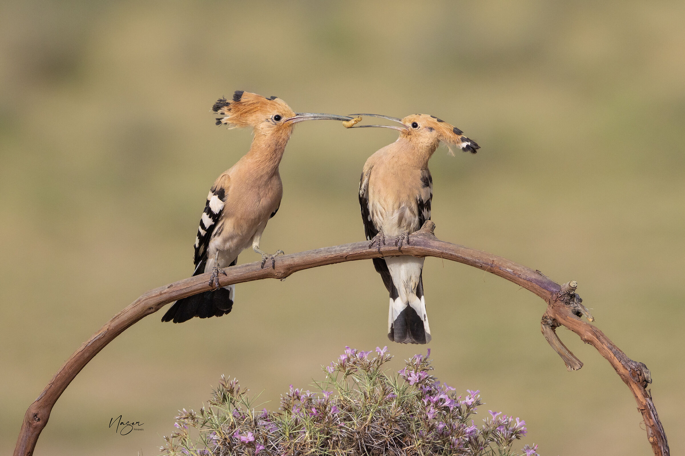 Hoopoe