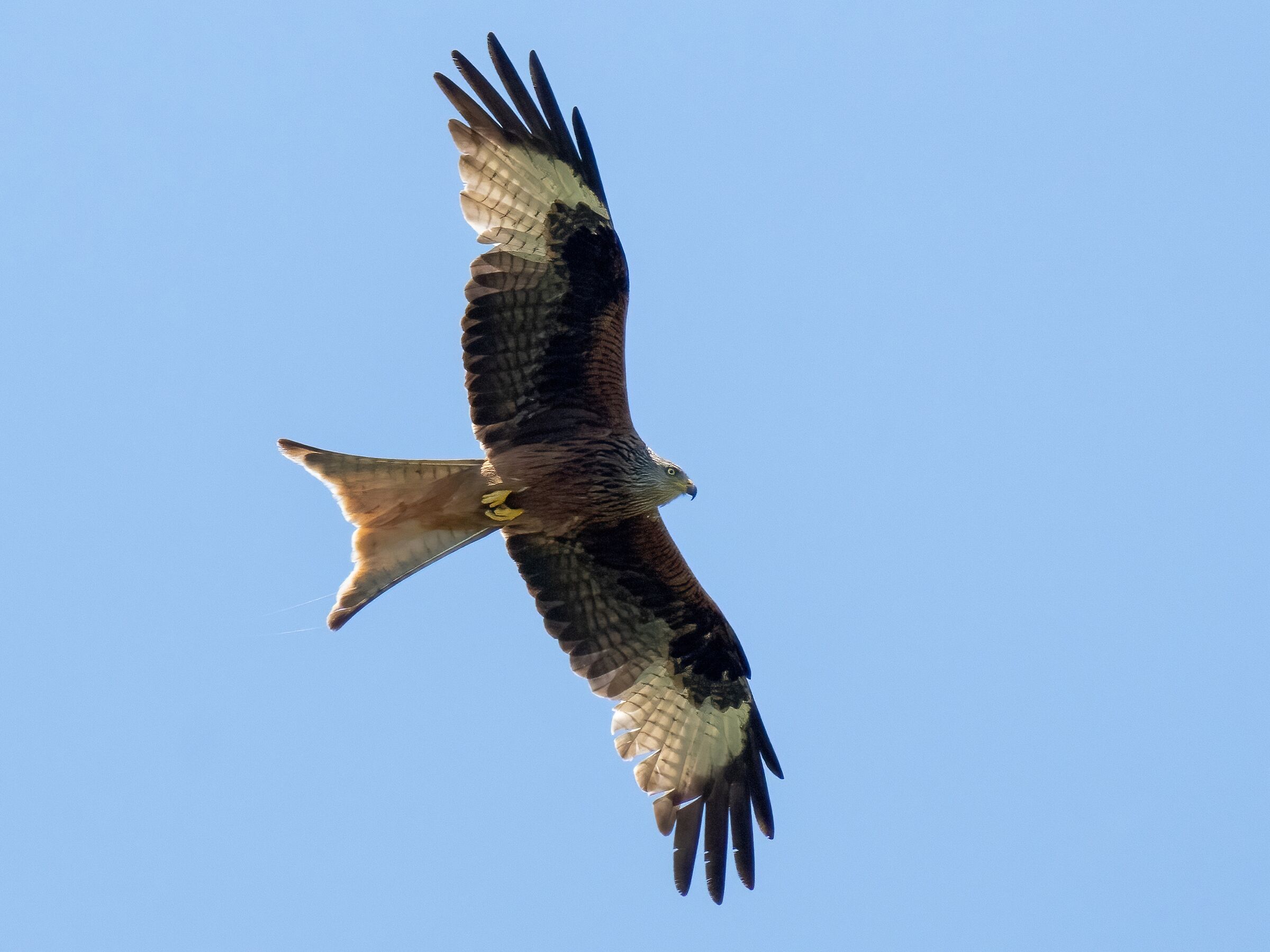 Red Kite (Milvus milvus)
