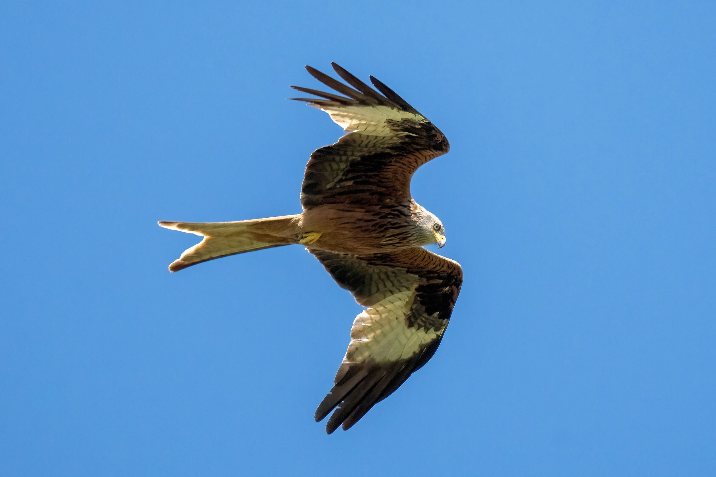 Red Kite (Milvus milvus)
