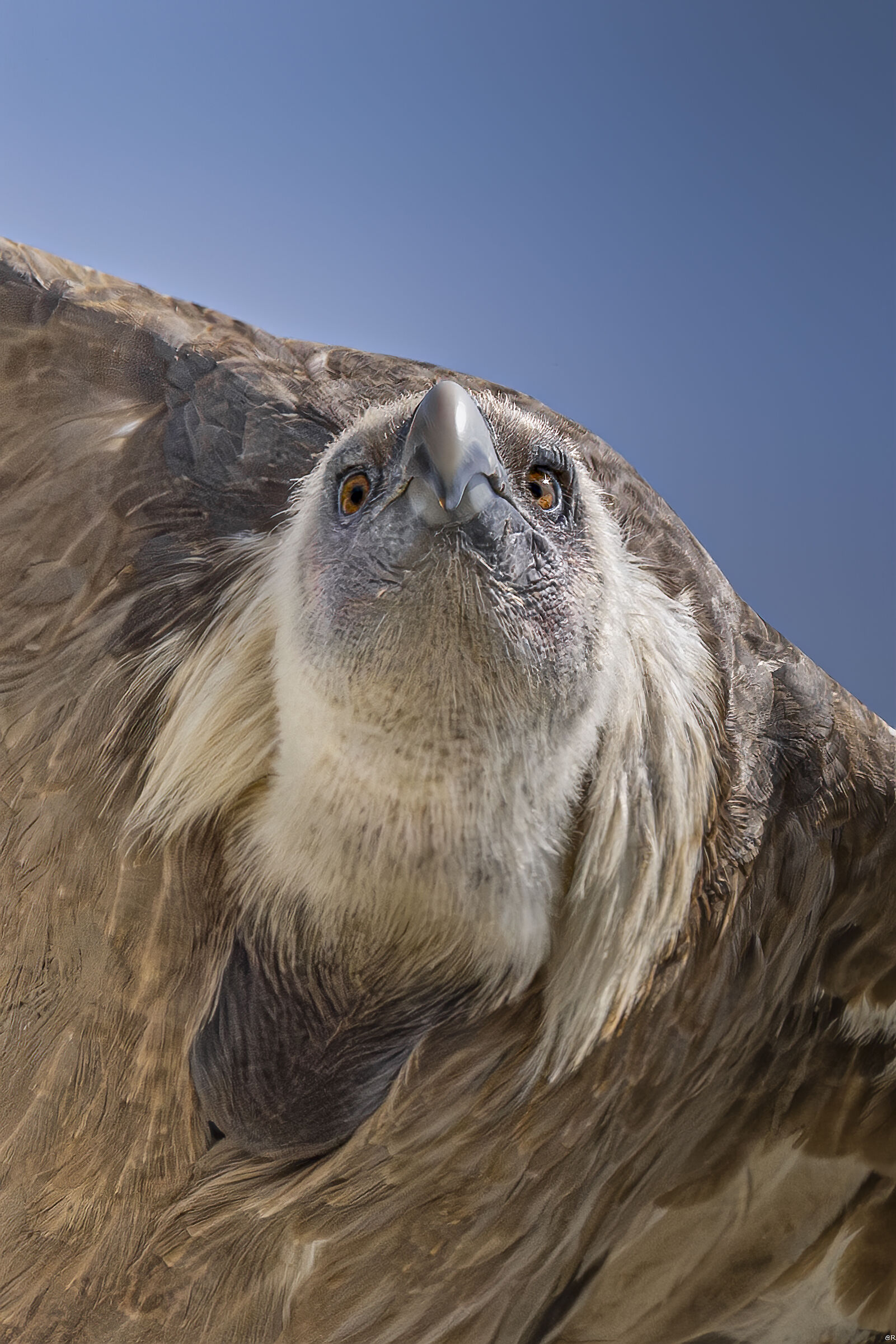 Gyps fulvus look 2026
