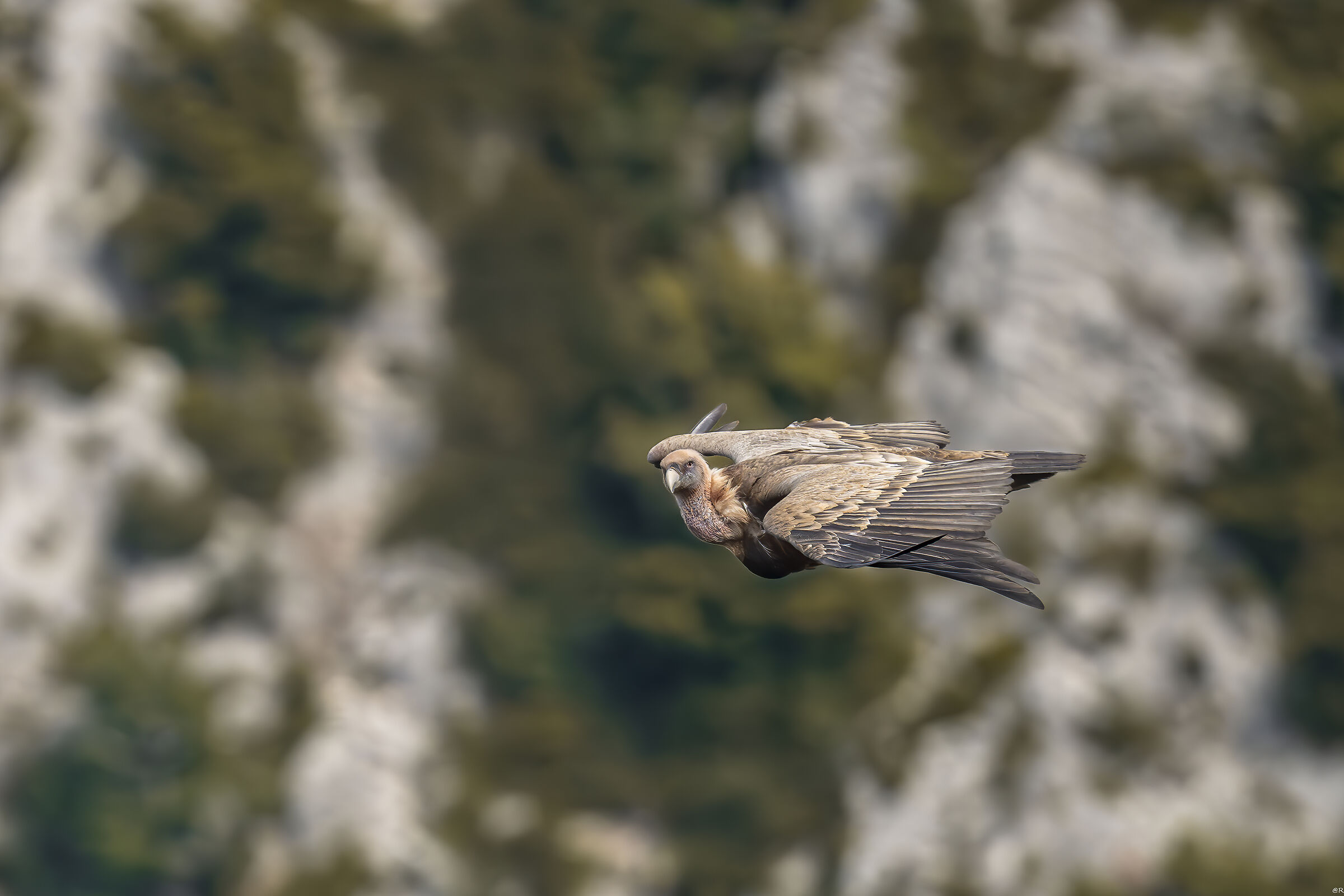 Gyps fulvus ambientata 2026