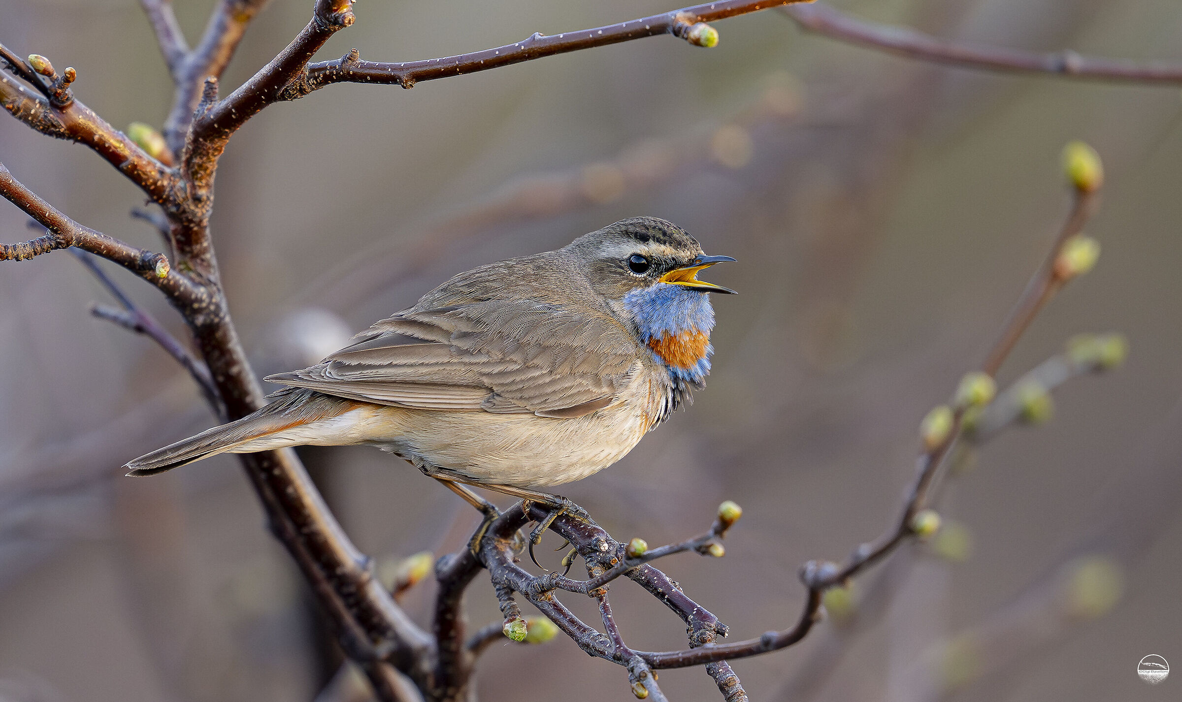 bluethroat