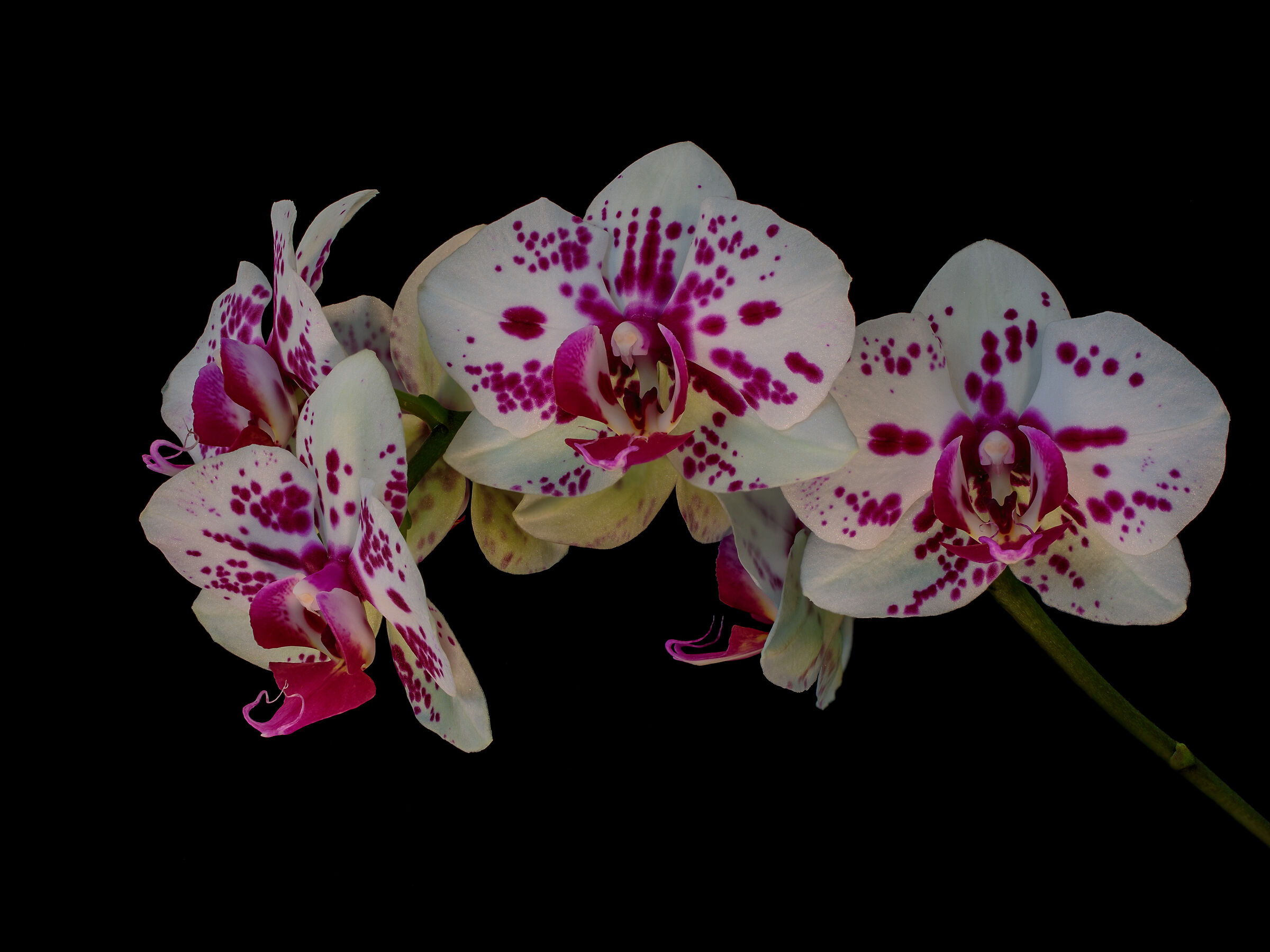 Orchid