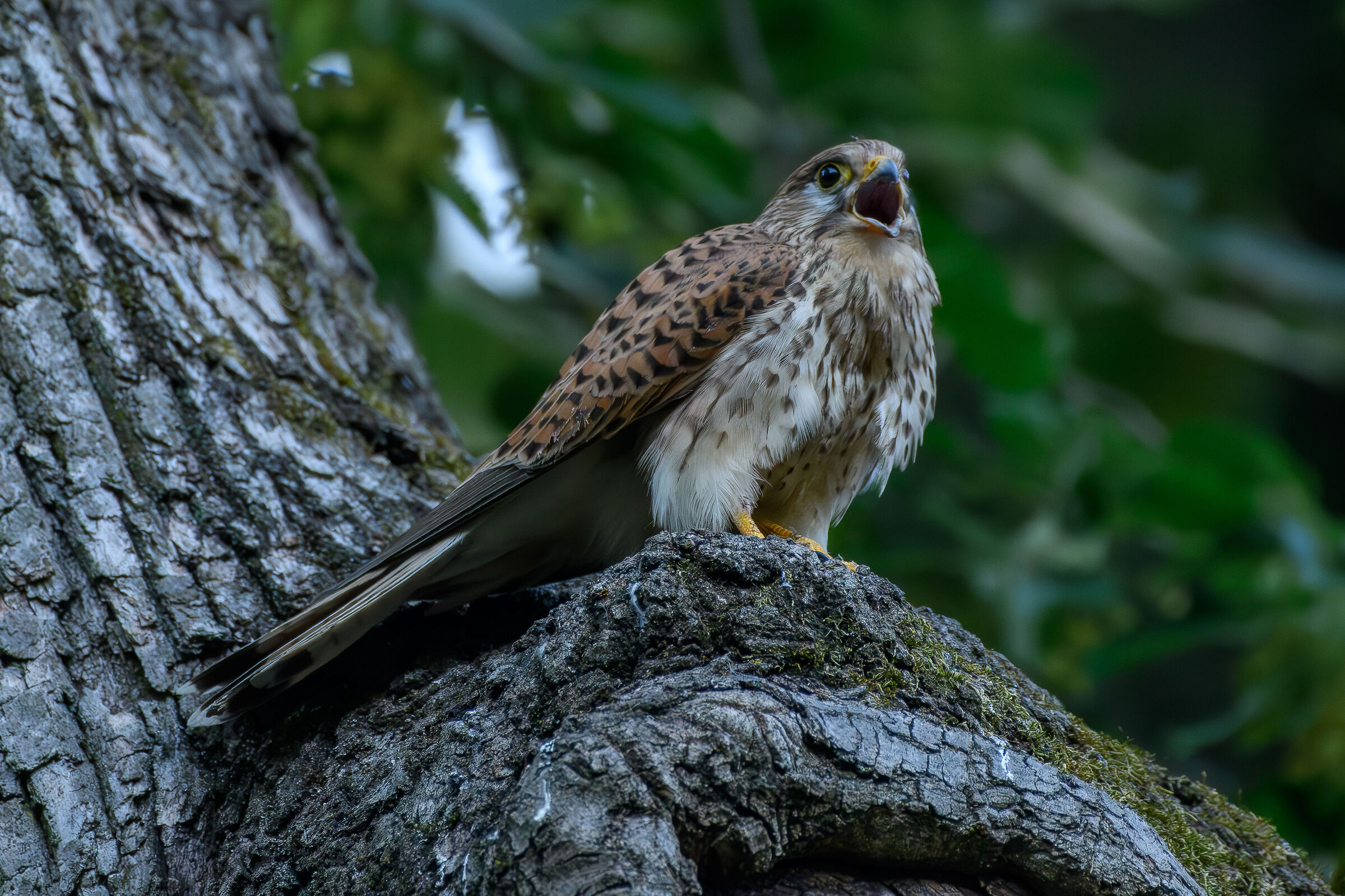 The call of the kestrel