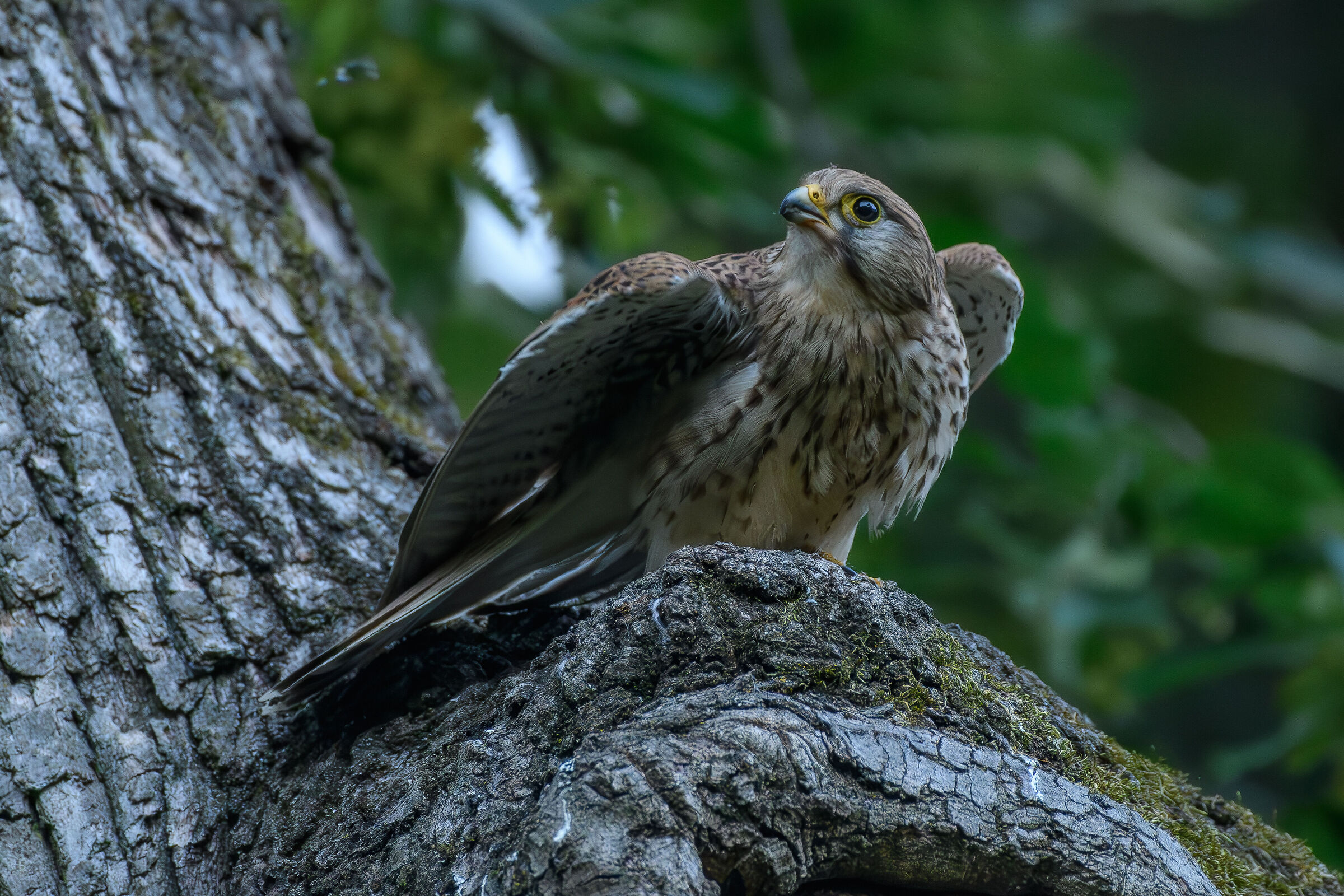 Kestrel