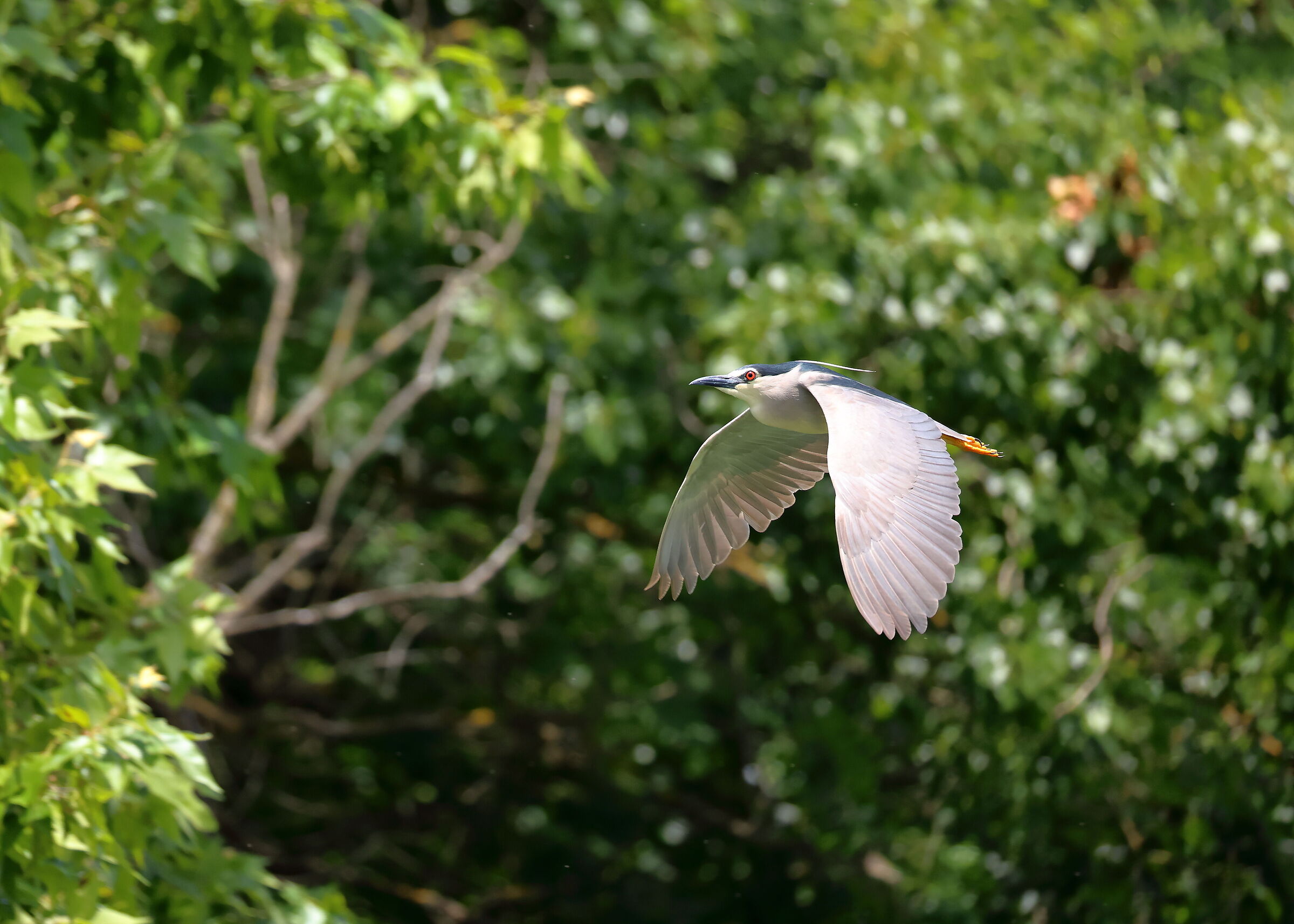 Night Heron