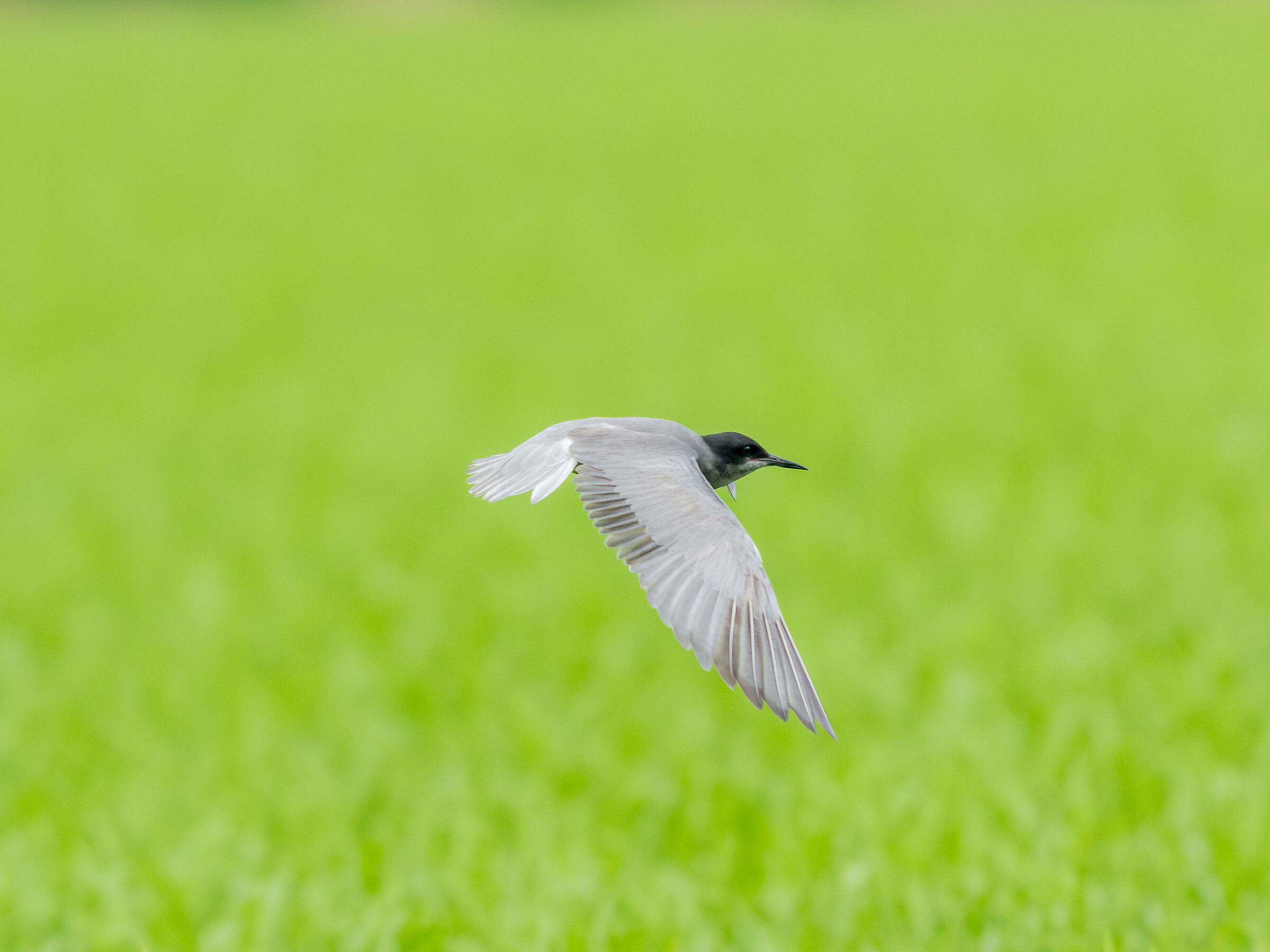 Common Tern