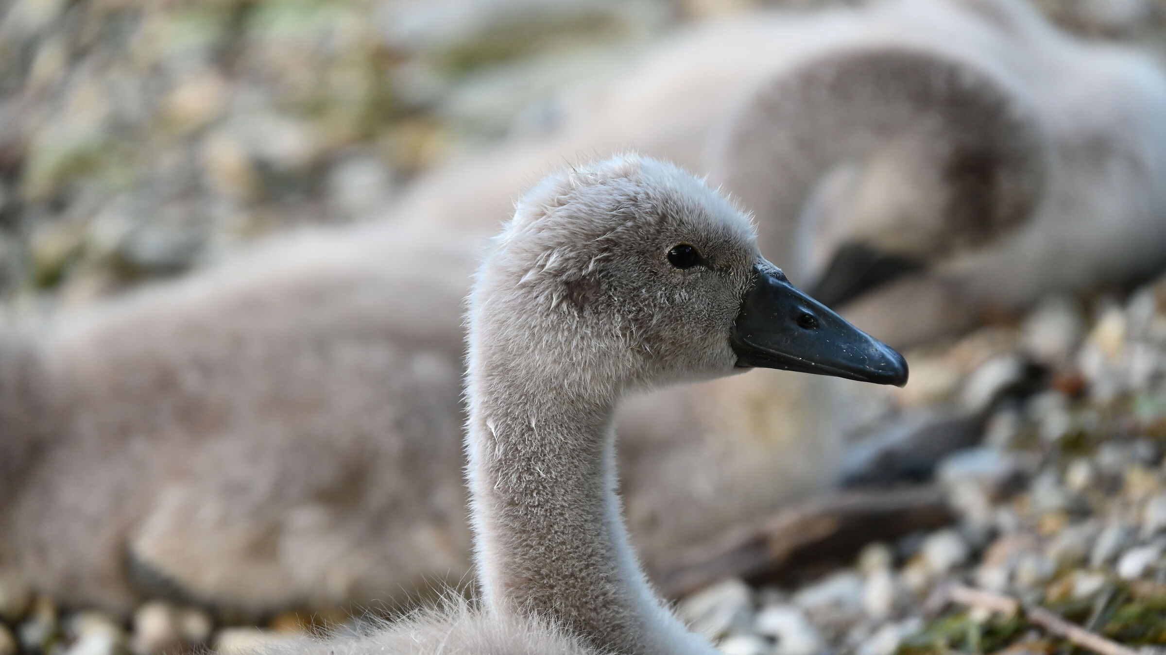 Little Swans of Lake Garlate