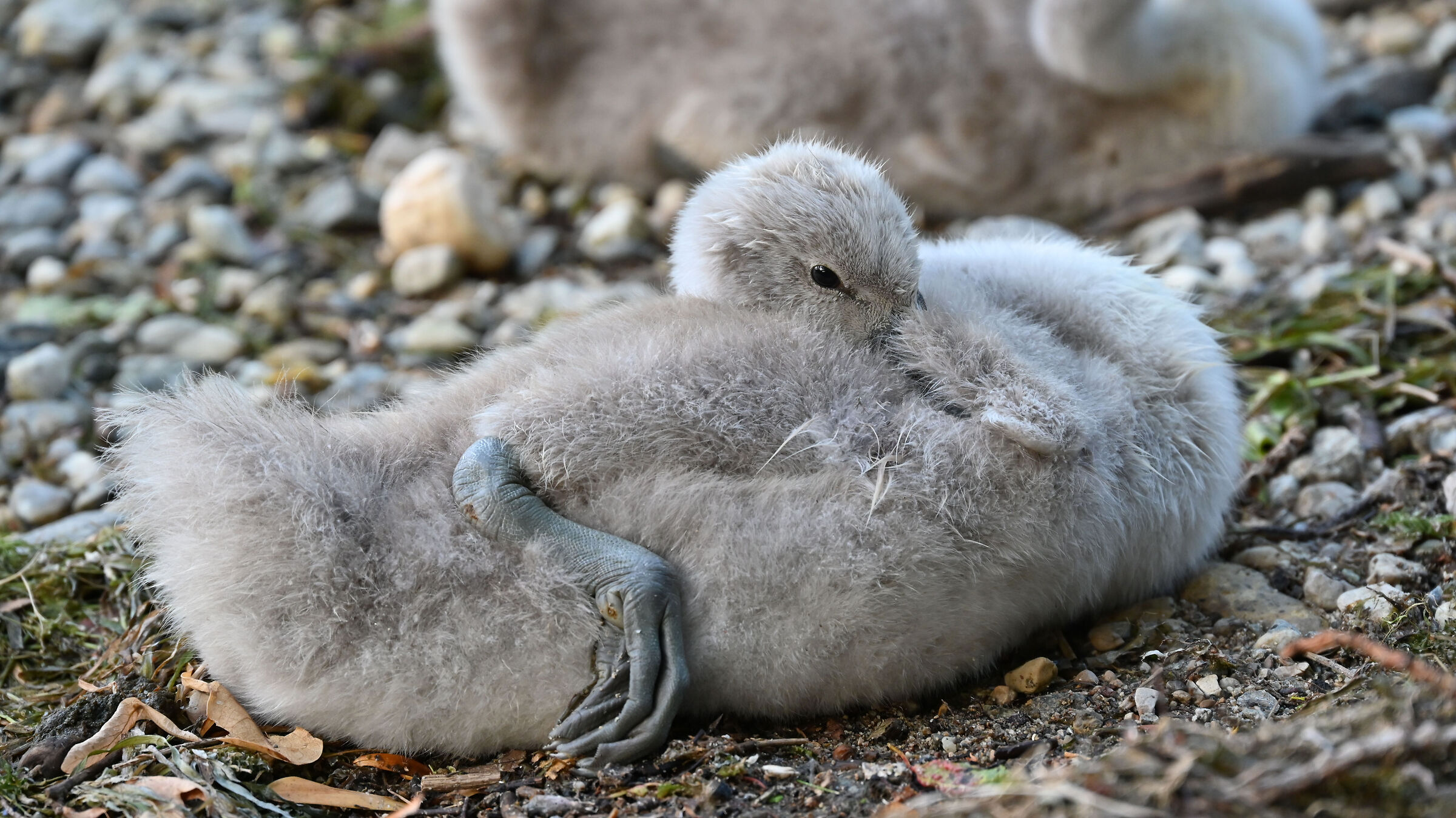 Little Swans of Lake Garlate 2