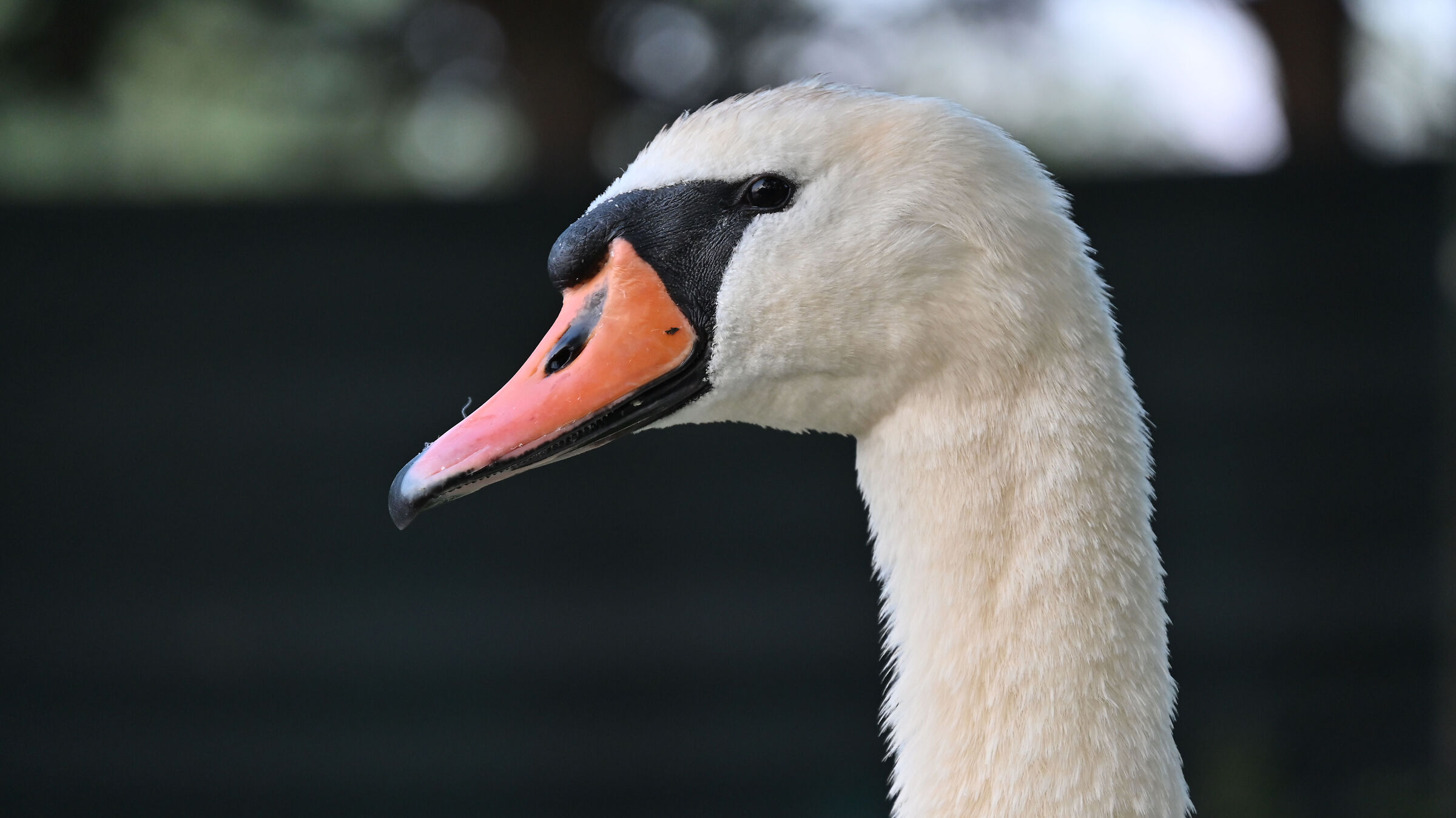 Swan of Lake Garlate