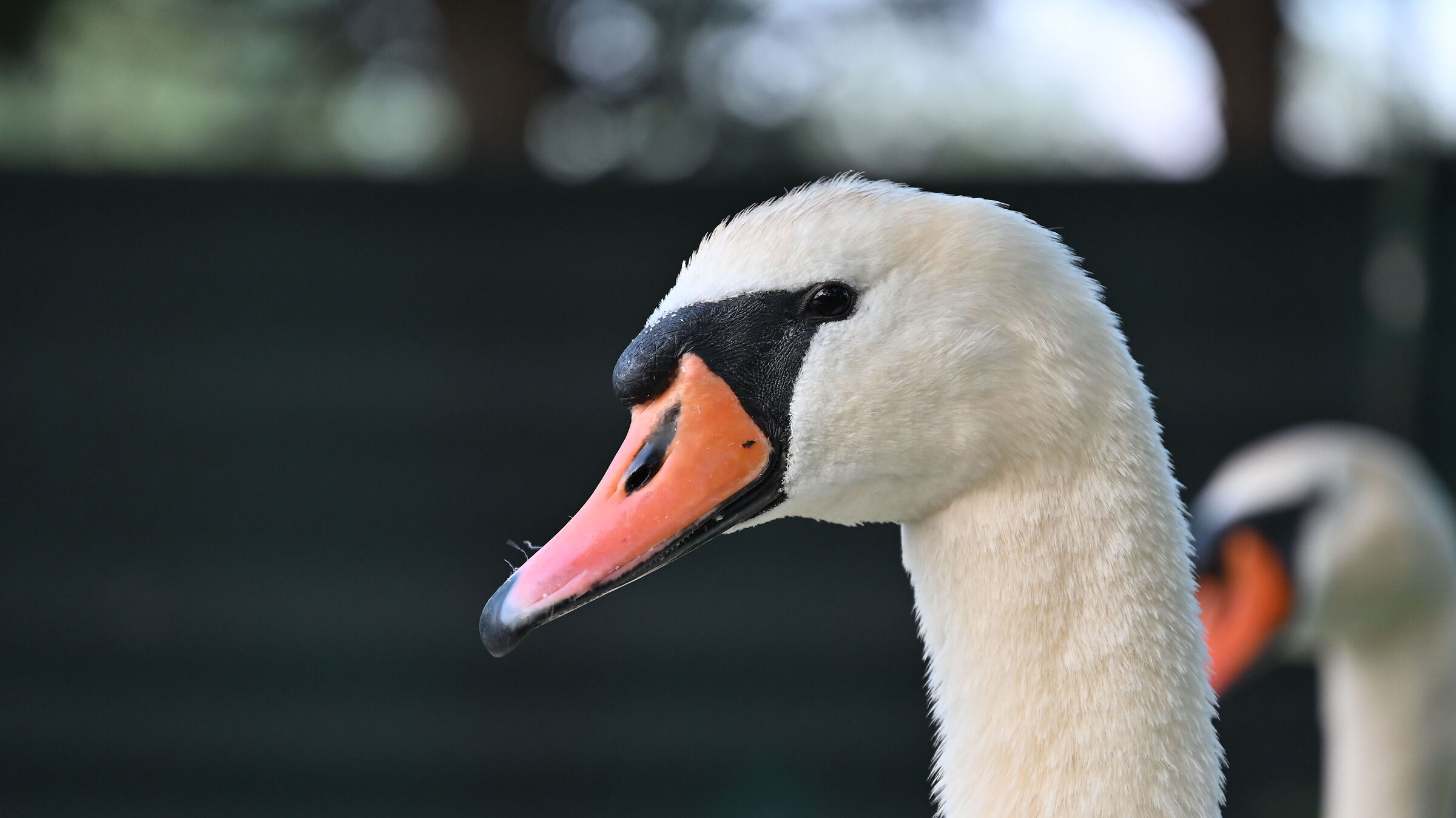 Swan of Lake Garlate 2
