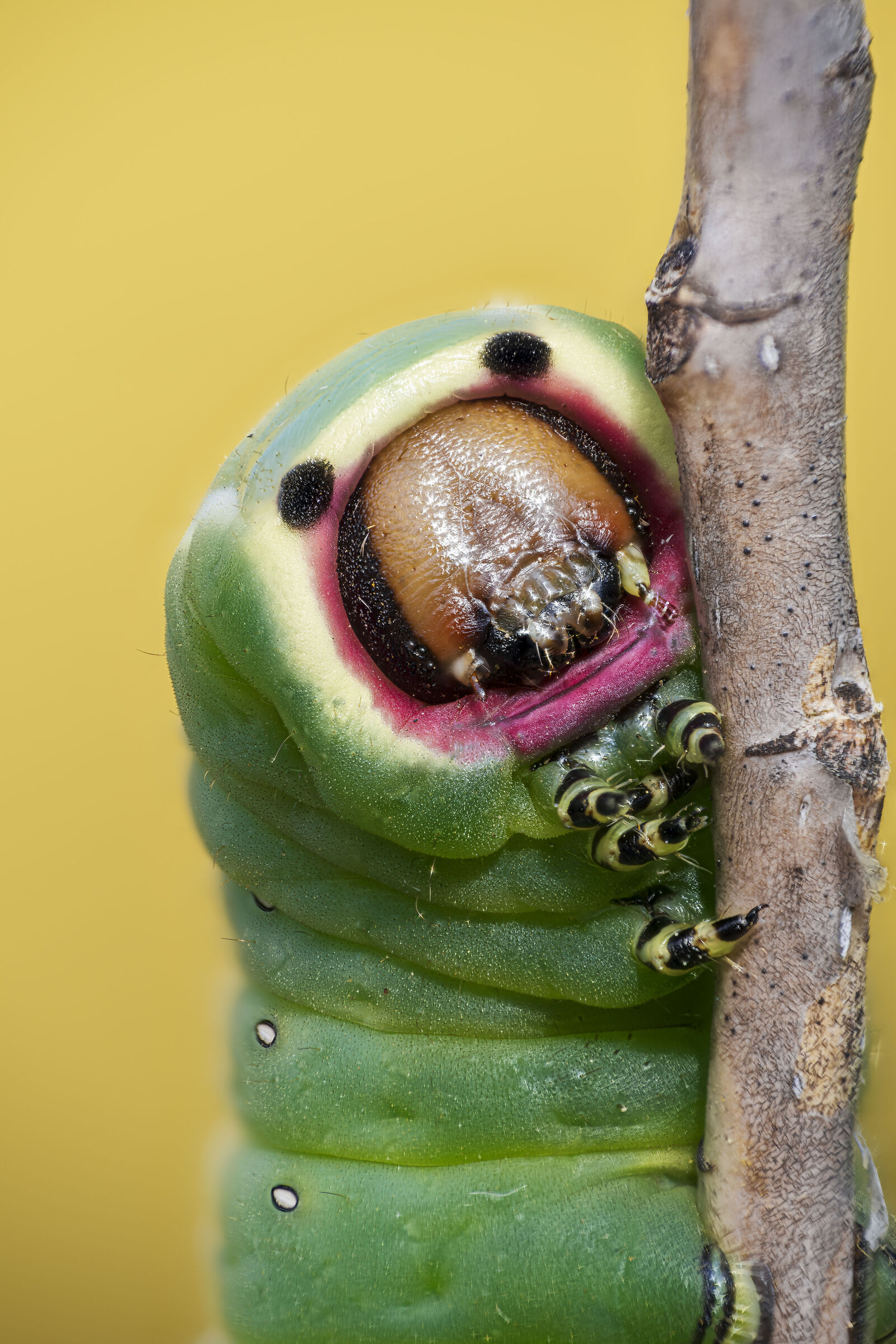 Cerura vinula