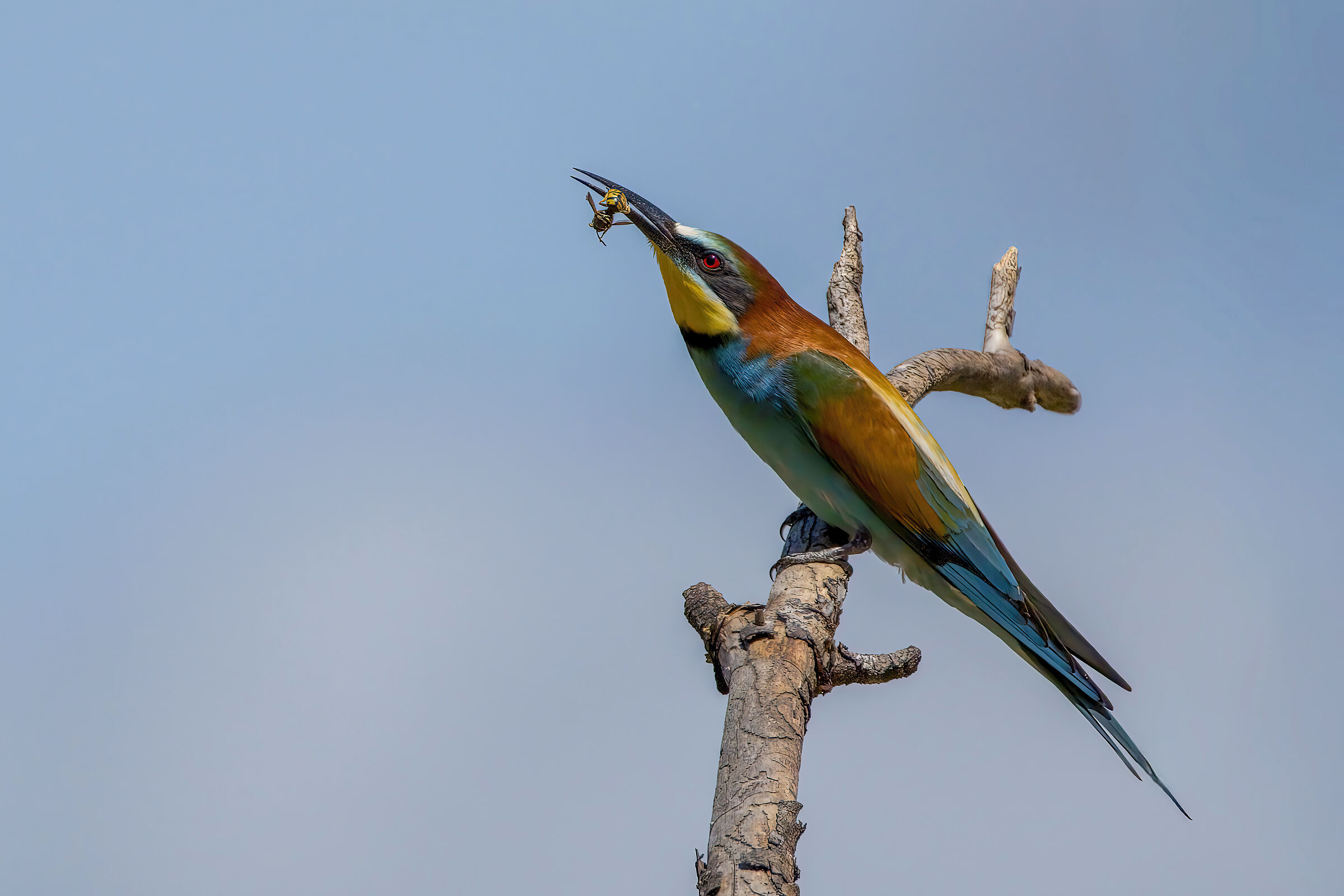 Bee-eater with snack...