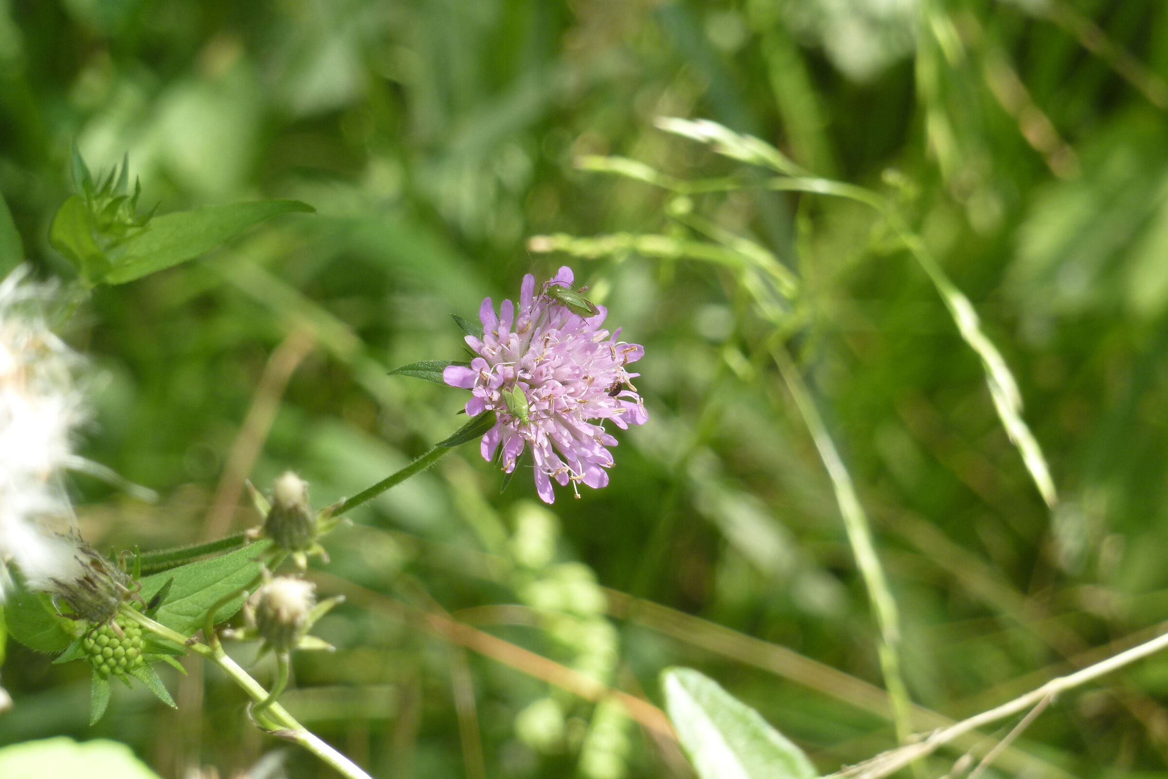 test macro compatta