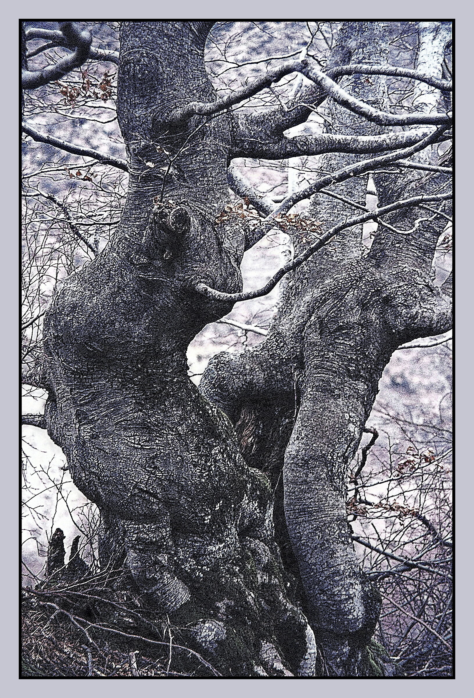Beech trees in conjunction