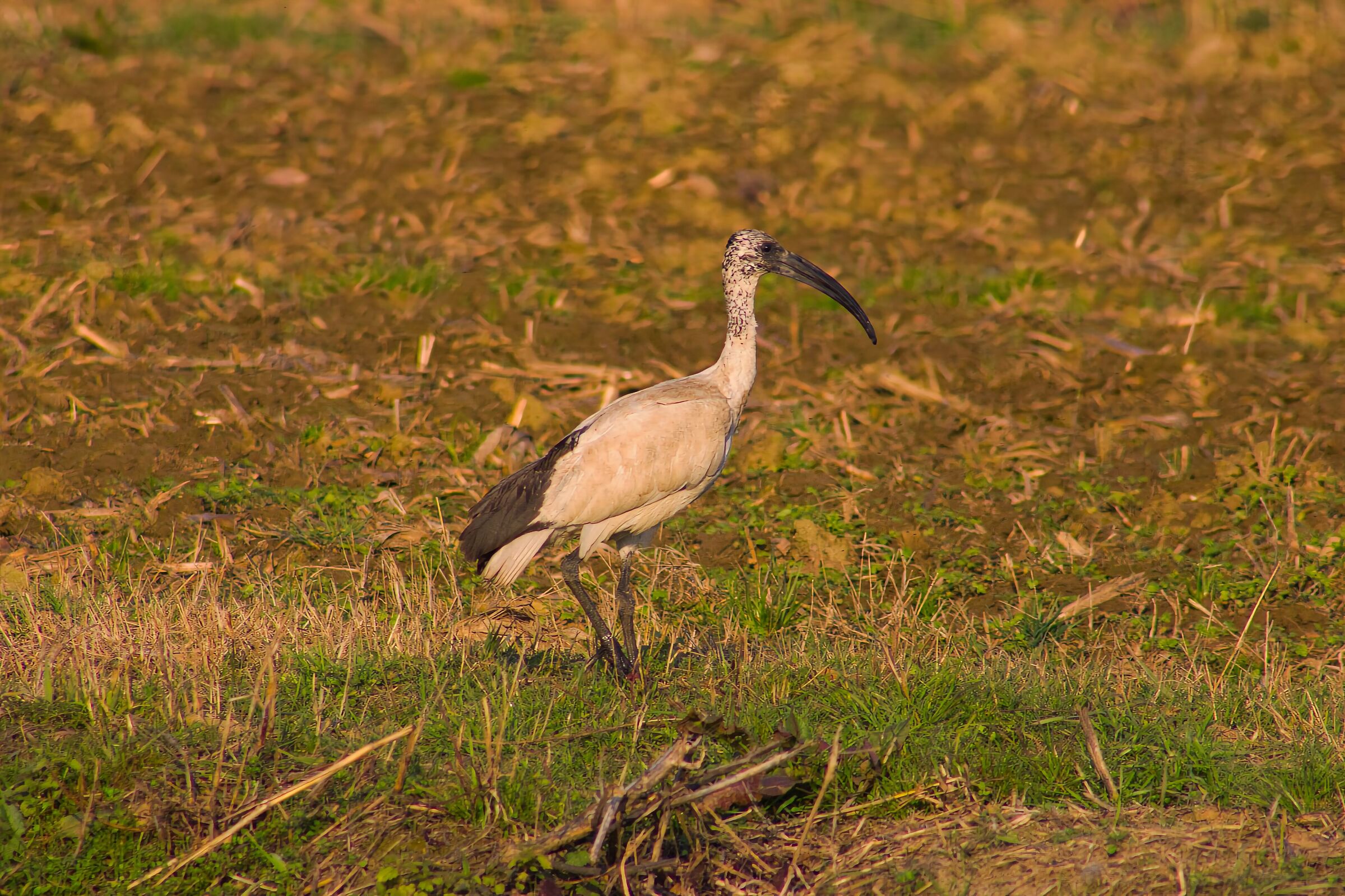 Ibis sacro