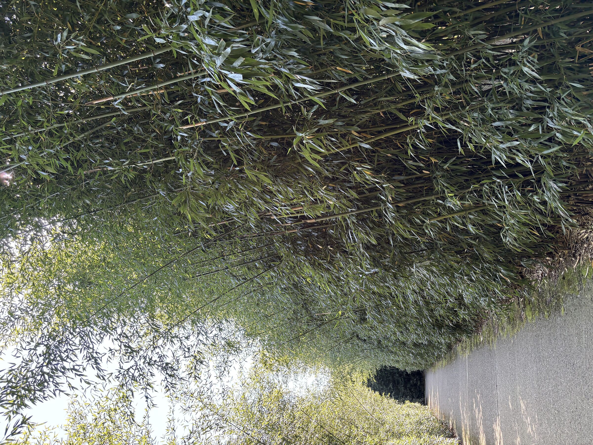 Bamboo only