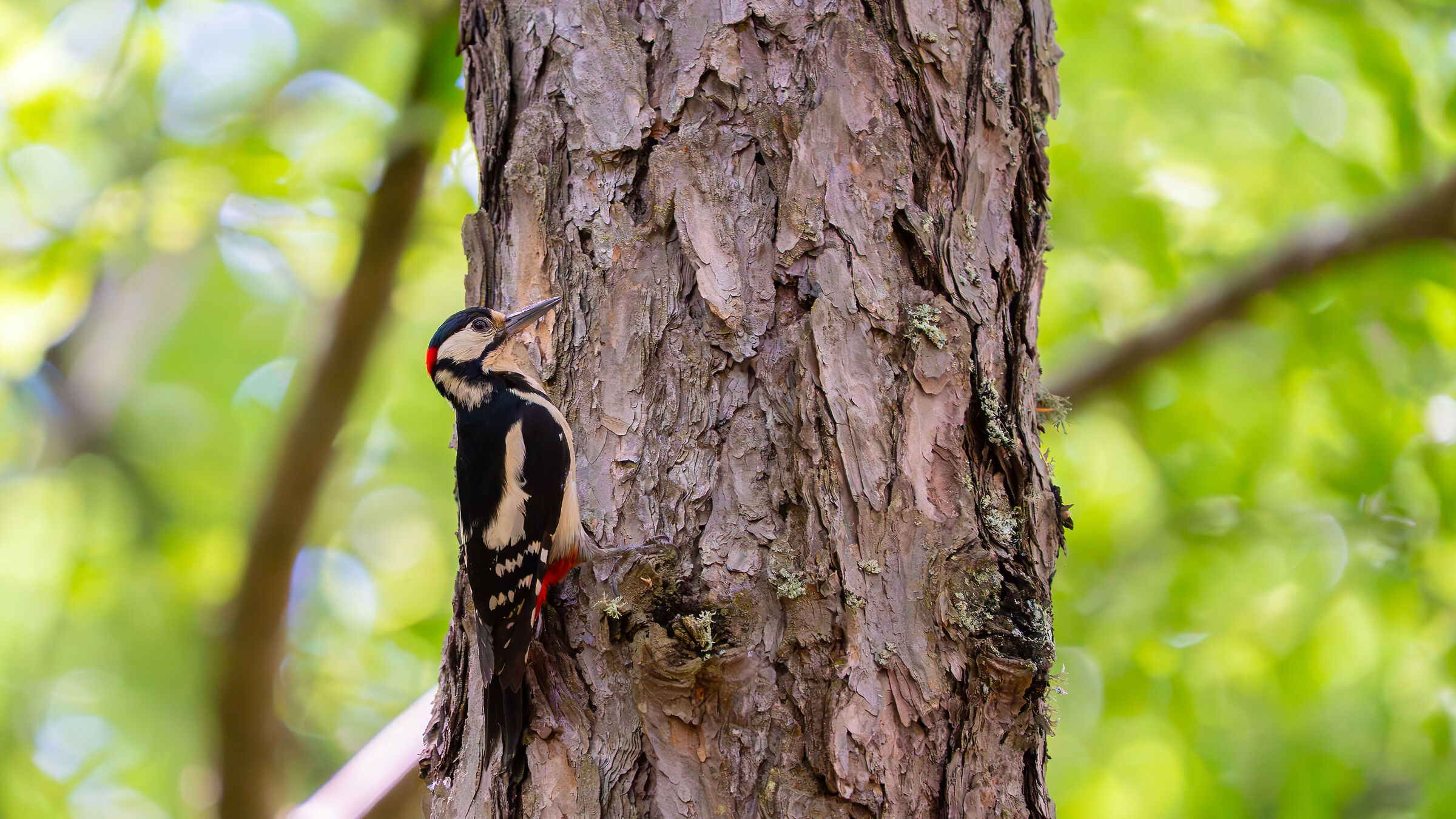 Great Spotted Woodpecker - 1