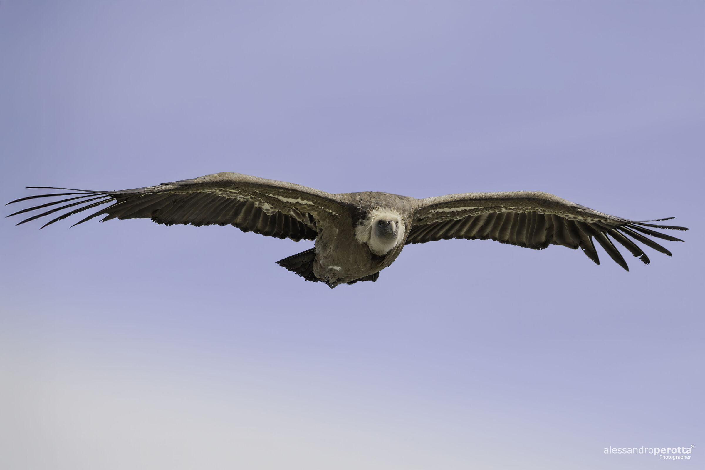 fulvus