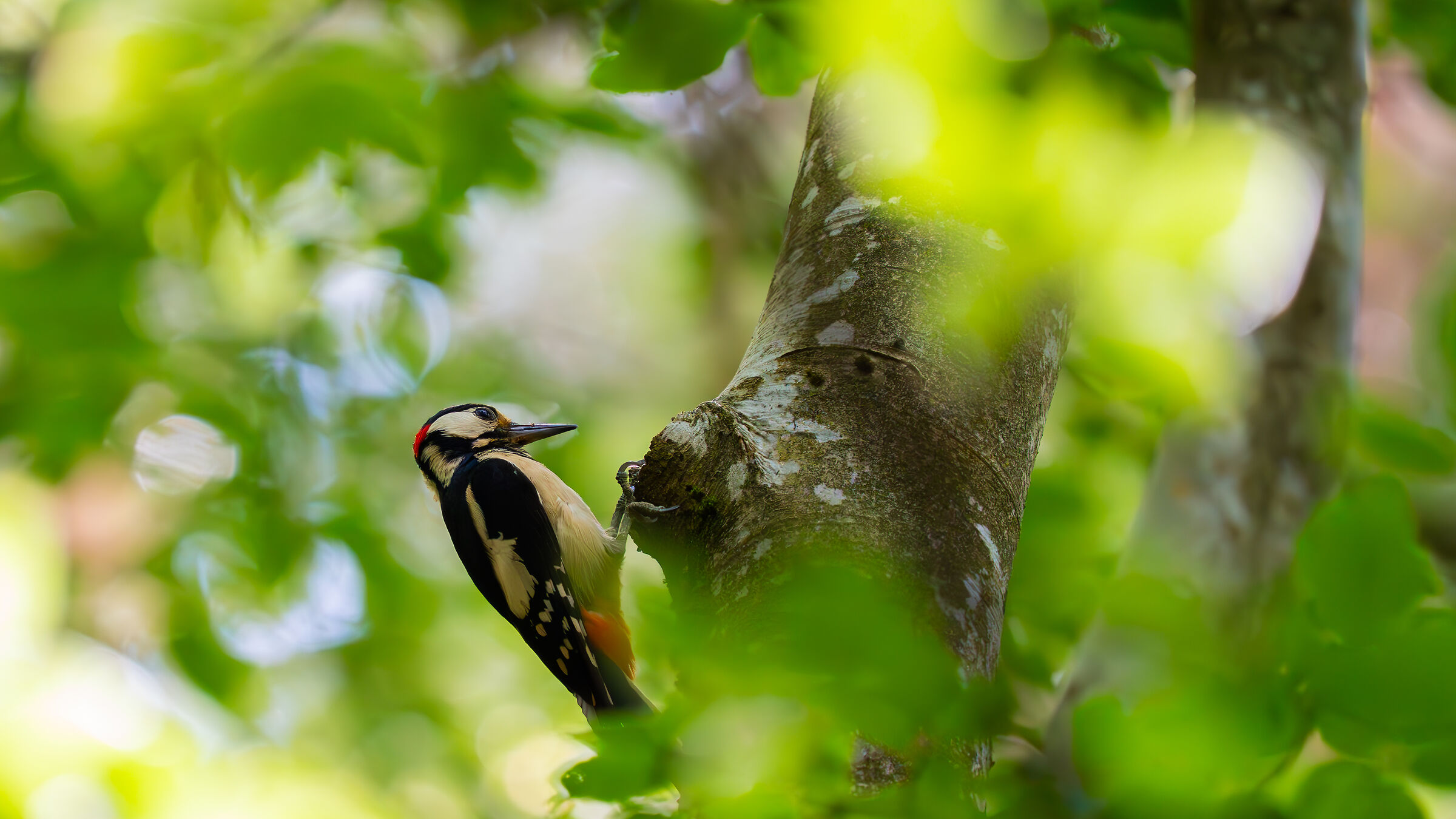 Great Spotted Woodpecker - 2